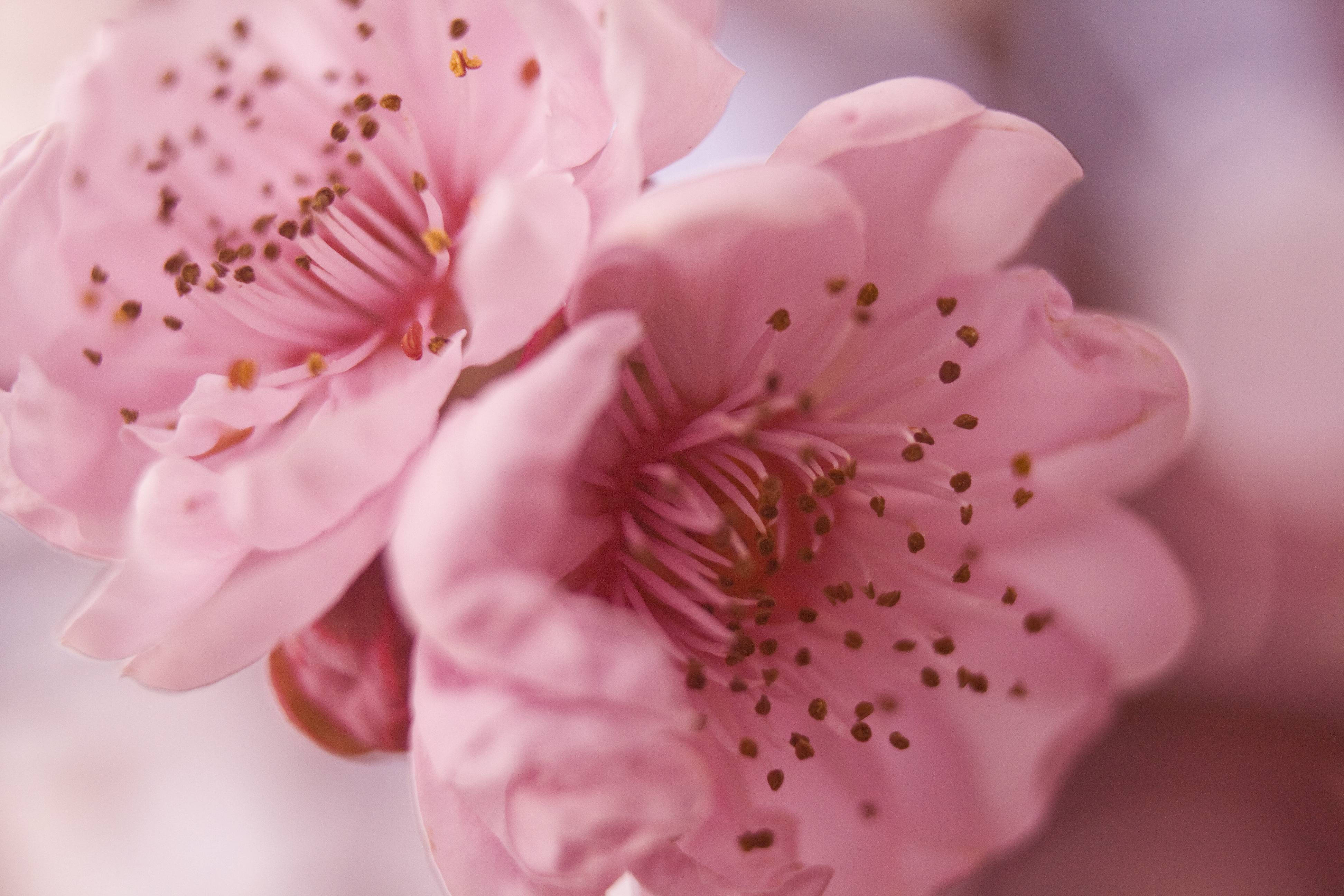 Pretty Pink Flowers Image Background
