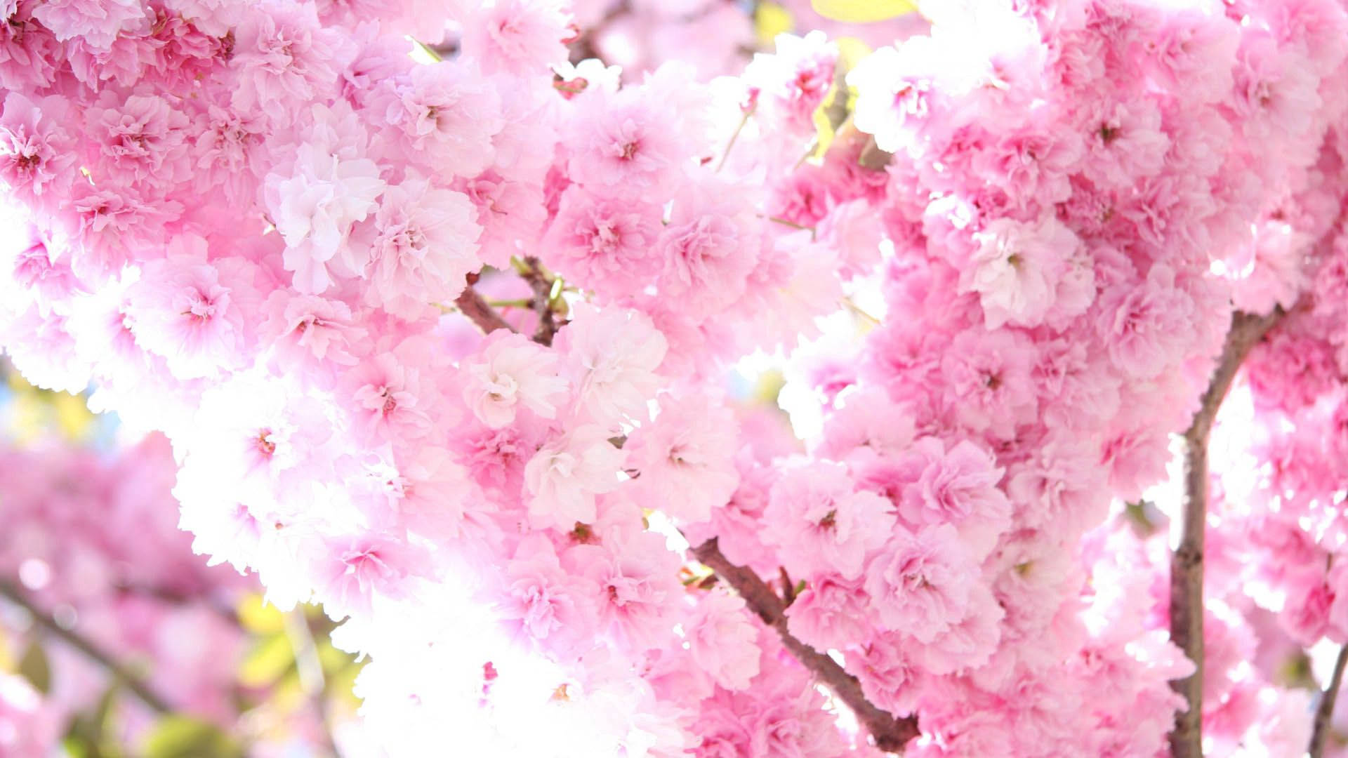 Pretty Pink Spring Blossoms Background