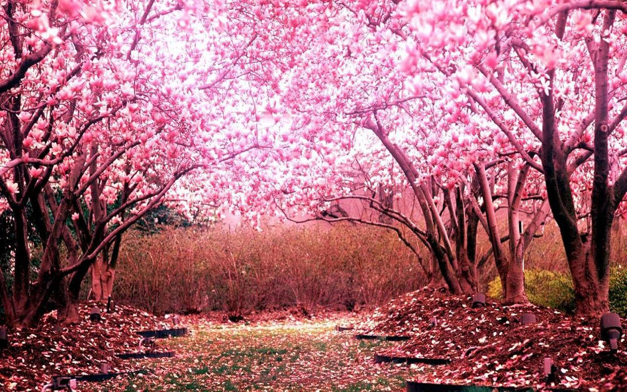 Pretty Sakura Forest Background