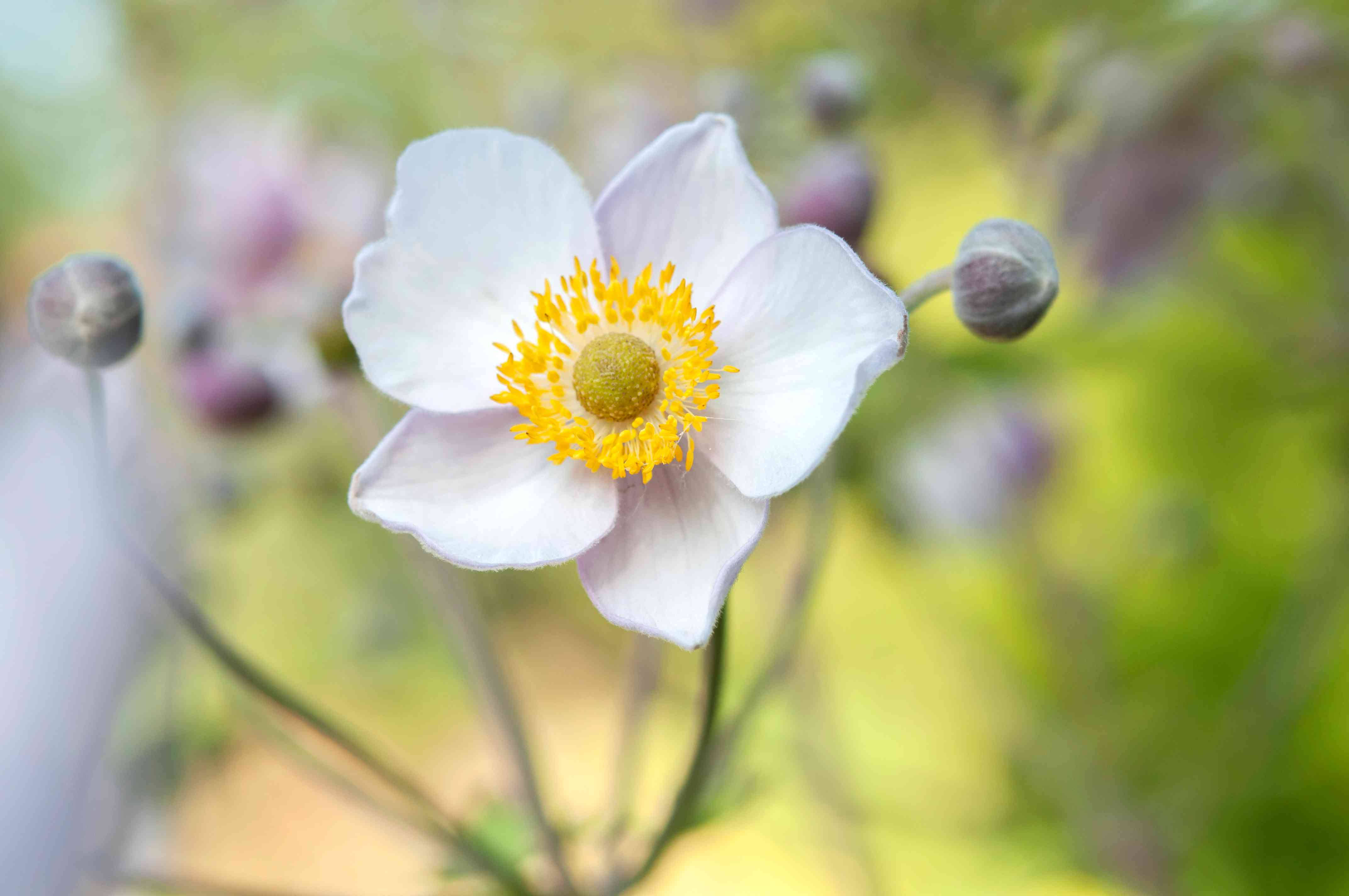 Download Pretty White Anemone Flower Wallpaper | Wallpapers.com