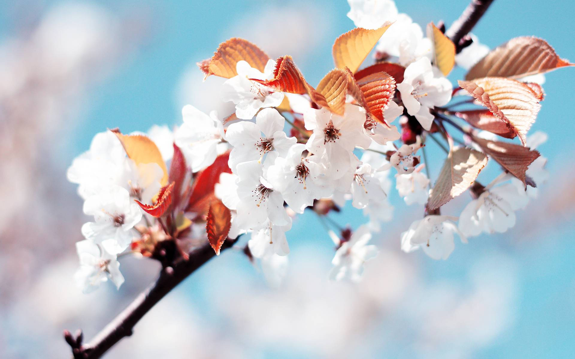 Pretty White Flowers Image Background