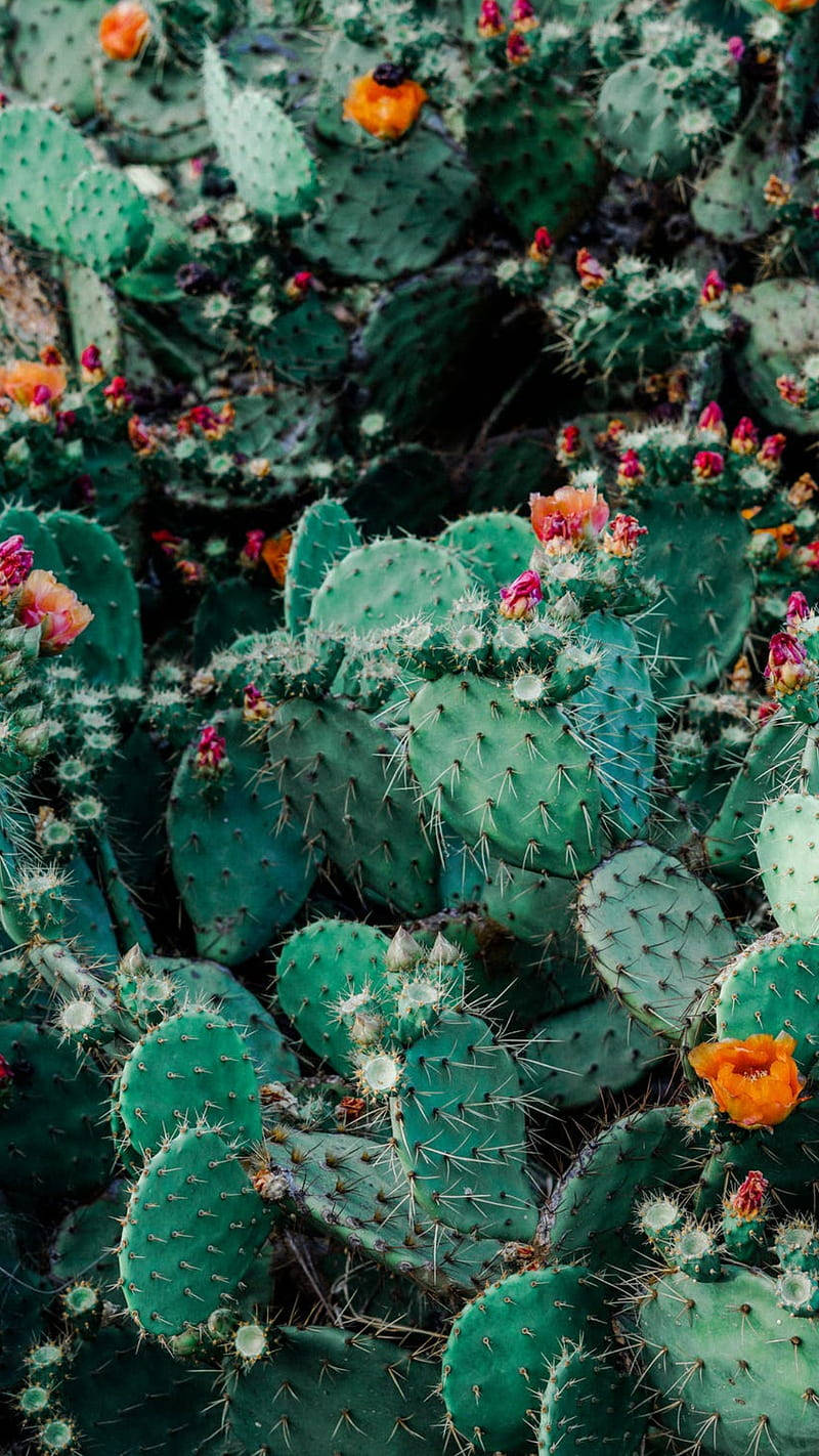 Download Prickly Pear Flower Cactus Garden Wallpaper | Wallpapers.com