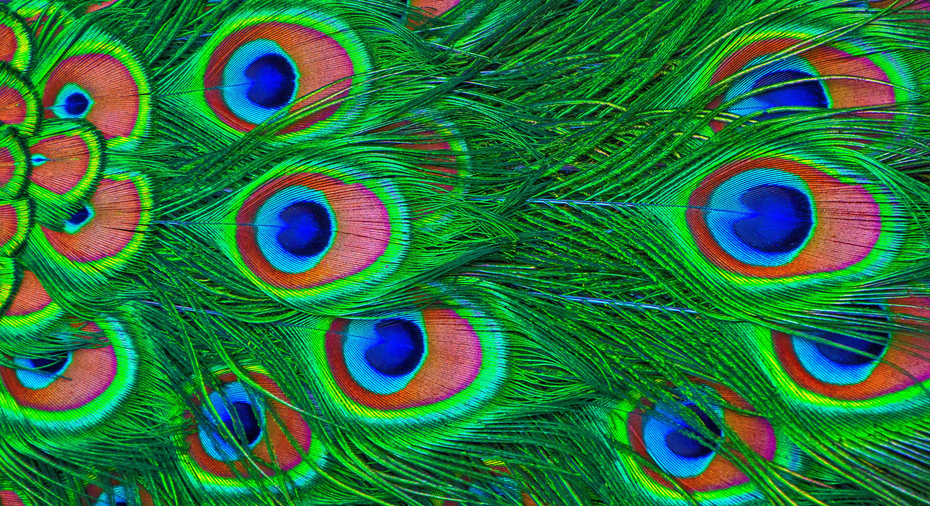 Psychedelic Peacock Feather Background