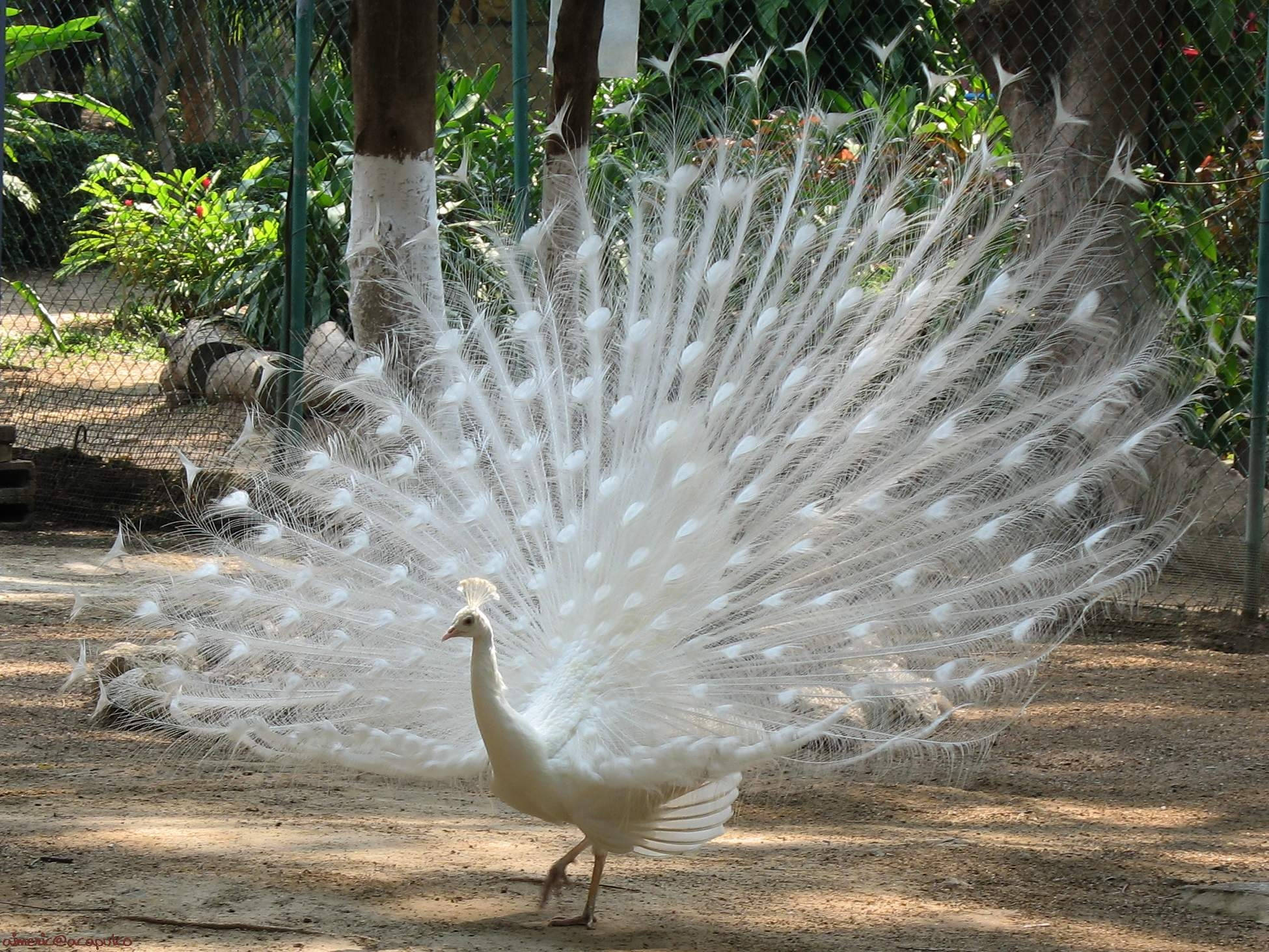 Pure White Peacock Background