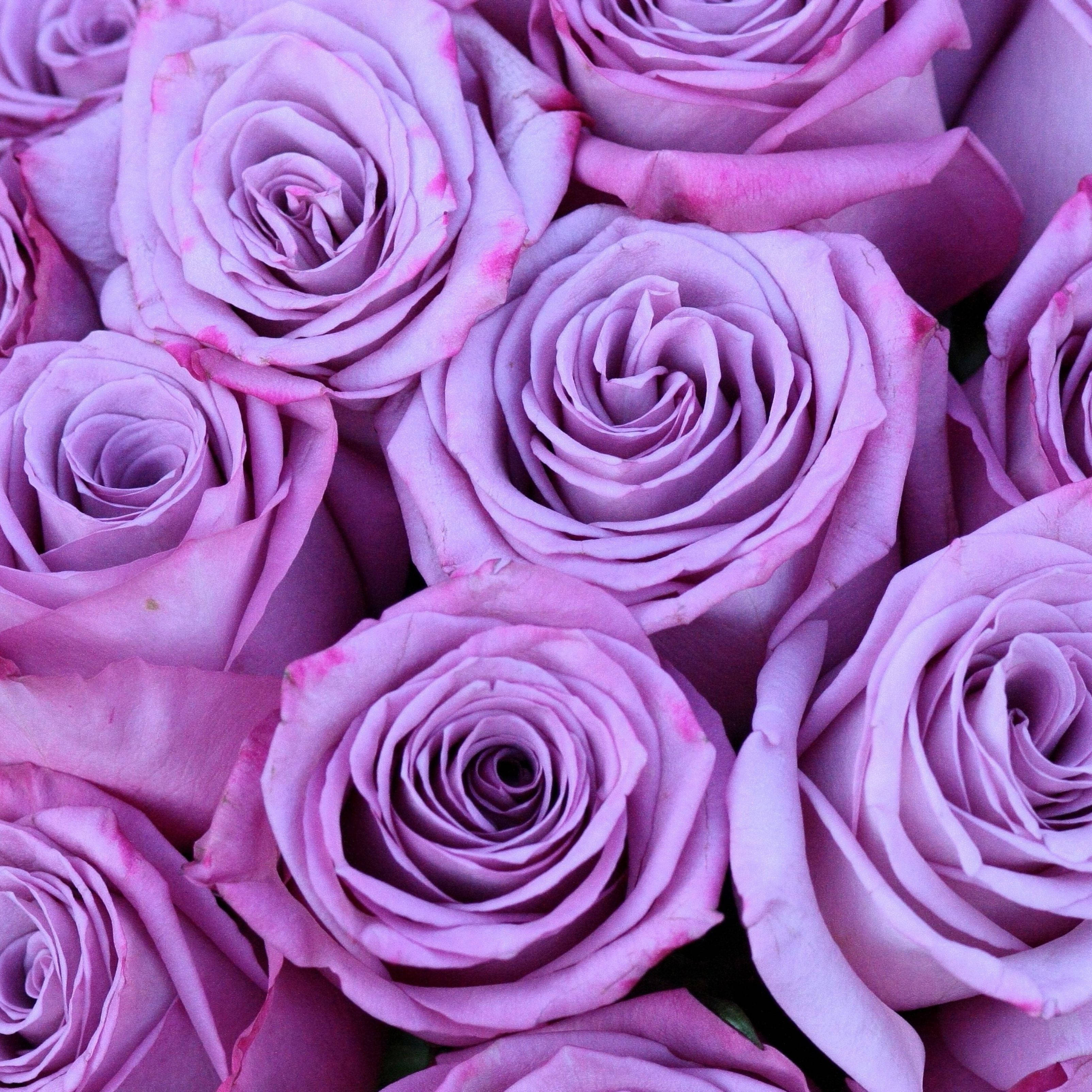 Download Purple Rose Flower Bouquet Wallpaper | Wallpapers.com