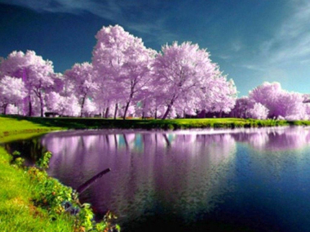 Purple Trees In The Water Background