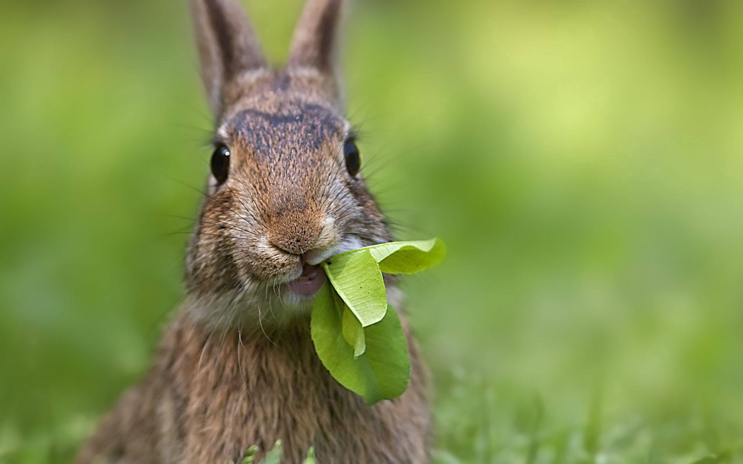 Rabbit Chewing Leaves Background