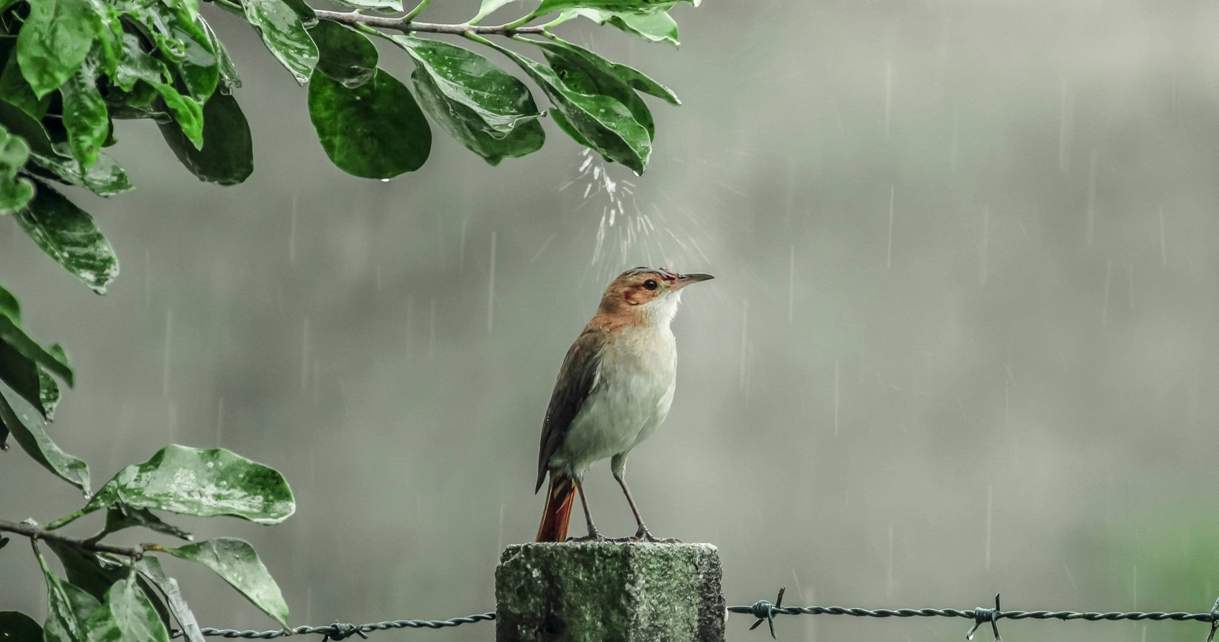Дождь из птиц
