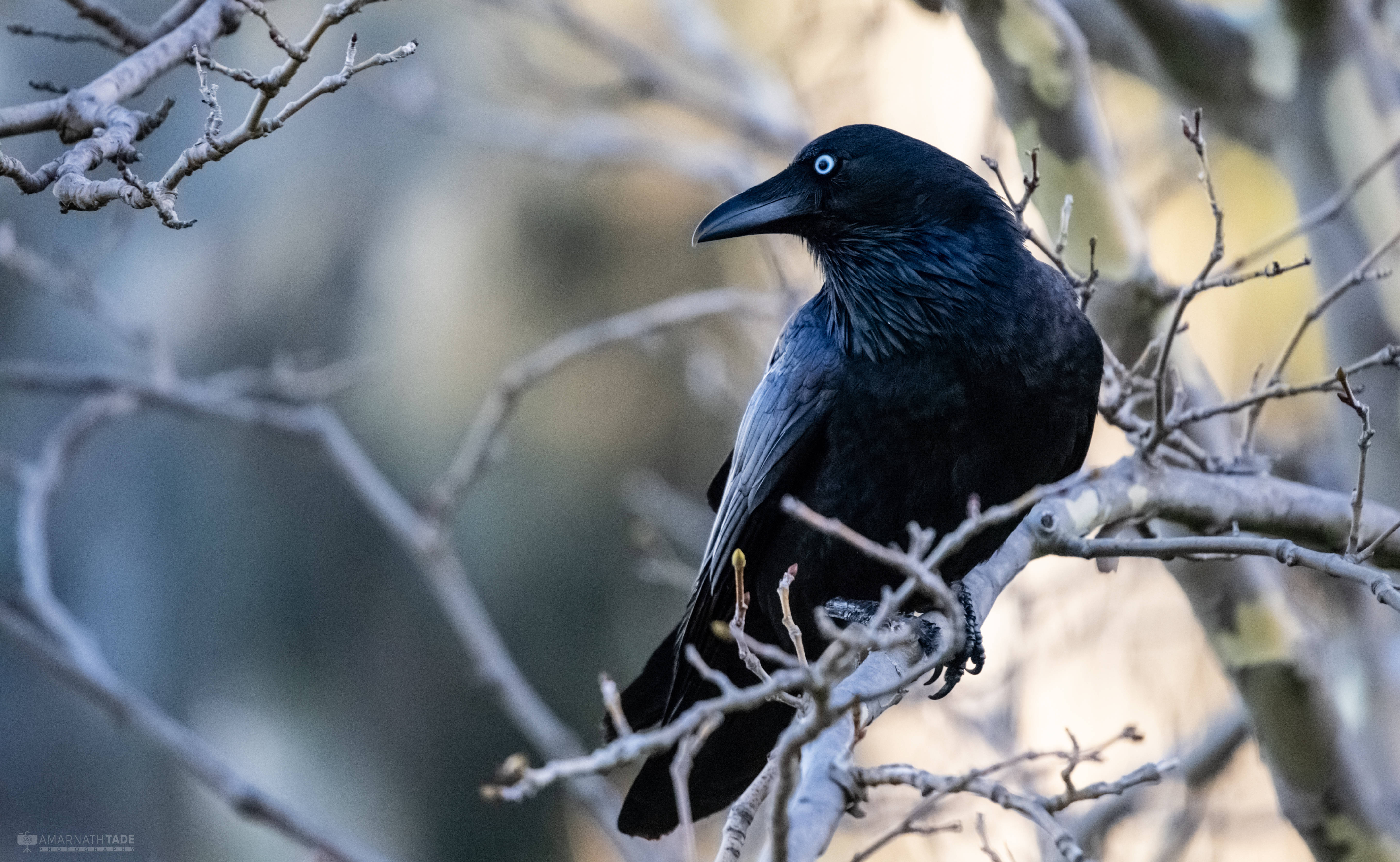 Raven Bird In Winter Background