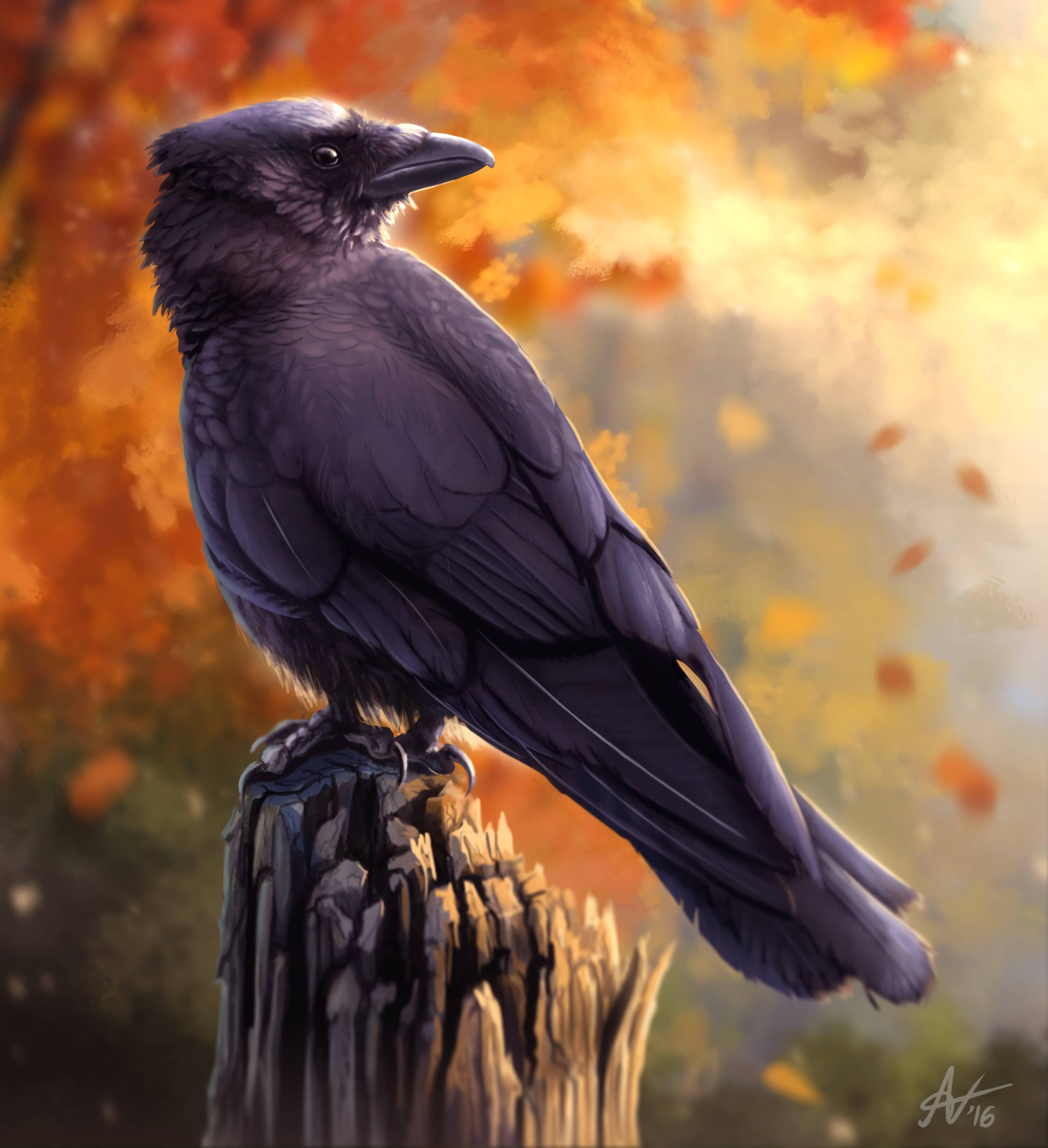 Raven In Autumn Hd Background