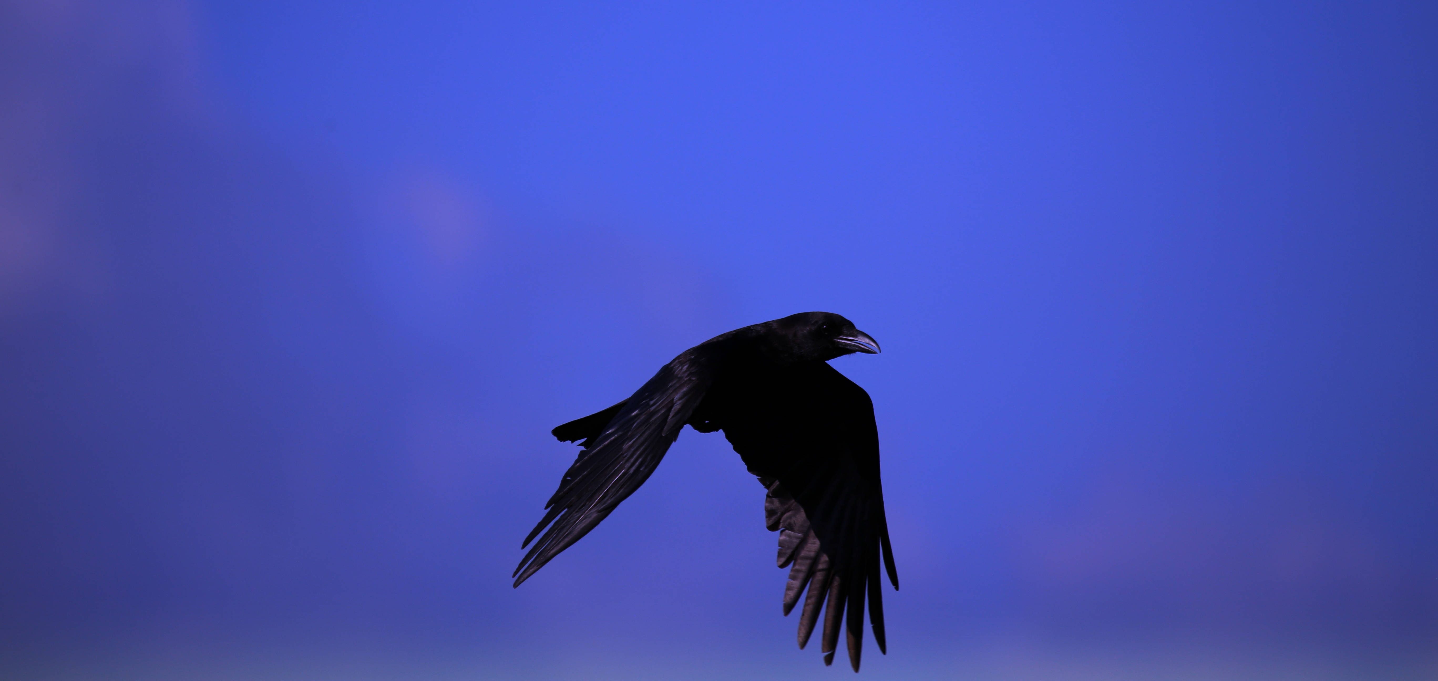 Raven In The Sky Hd Background