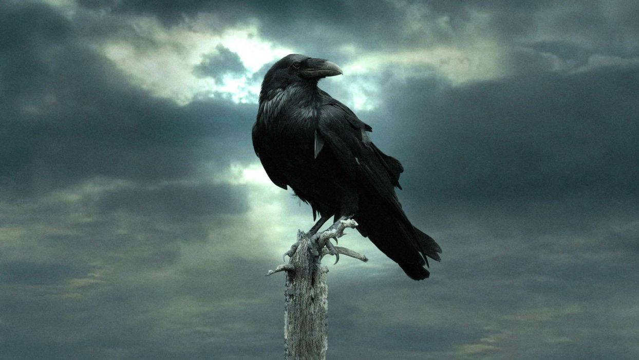 Raven On Wood Pole Background