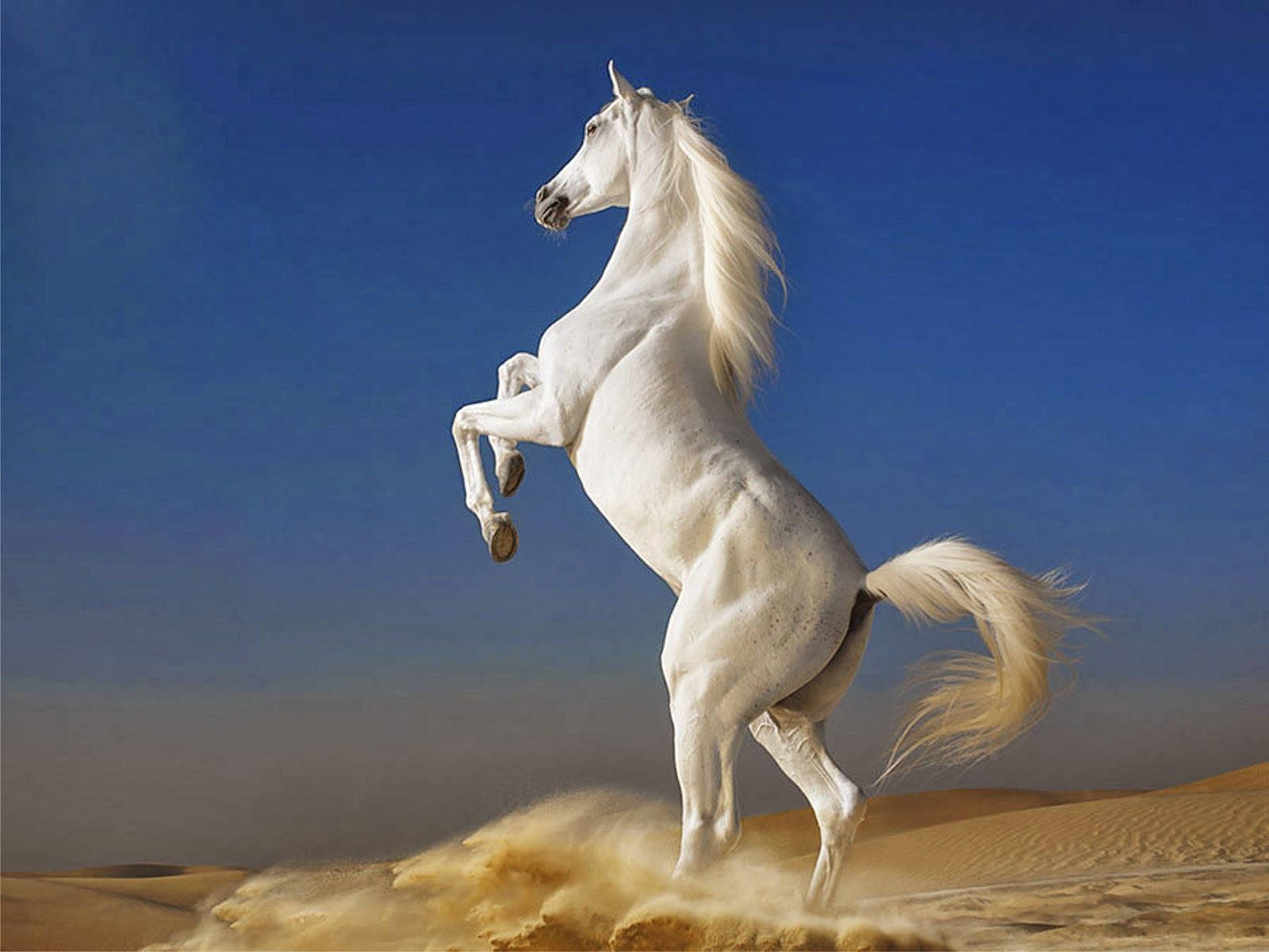 Rearing White Horse In Desert Background