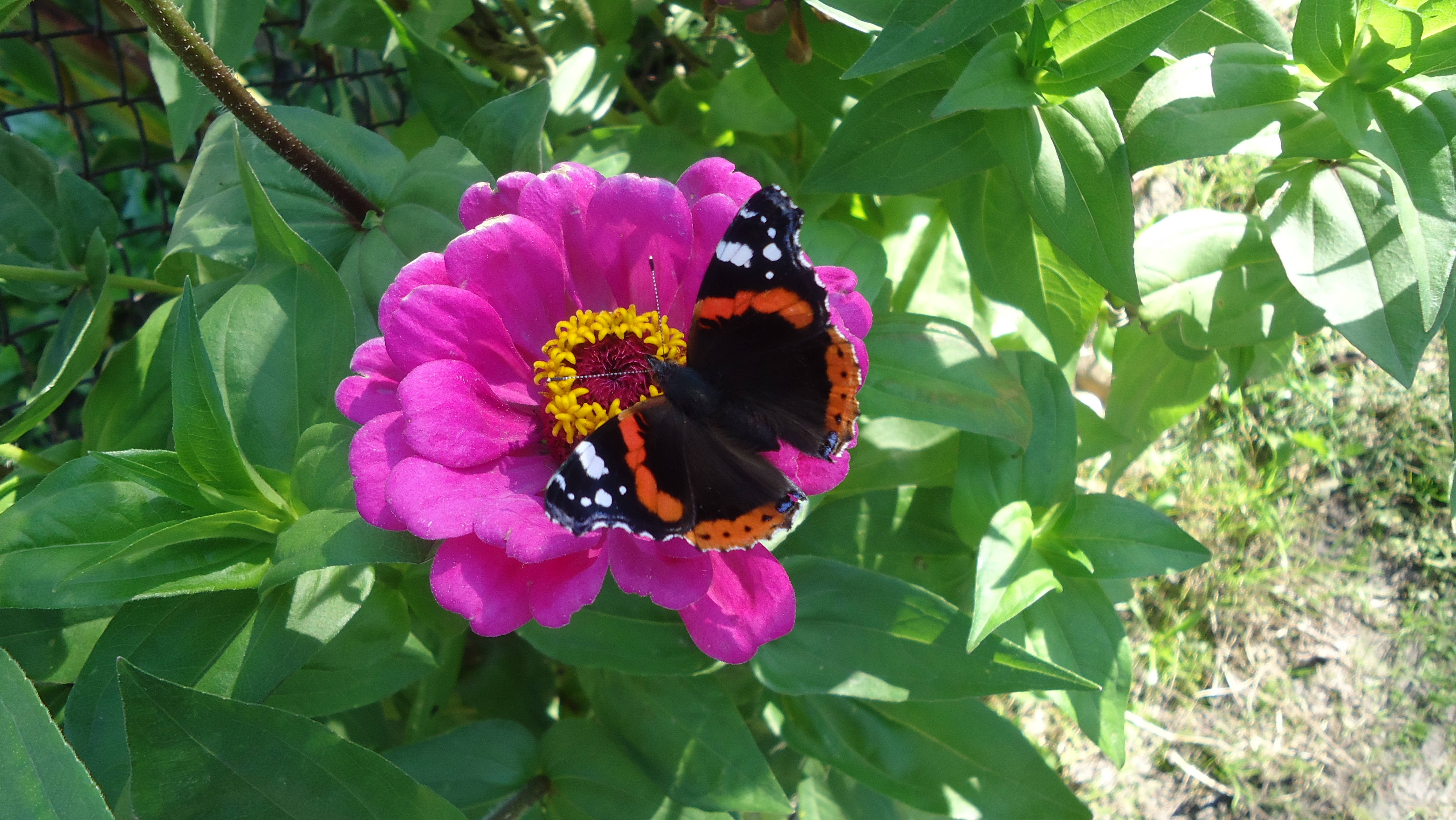 Red Admiral Butterfly Background