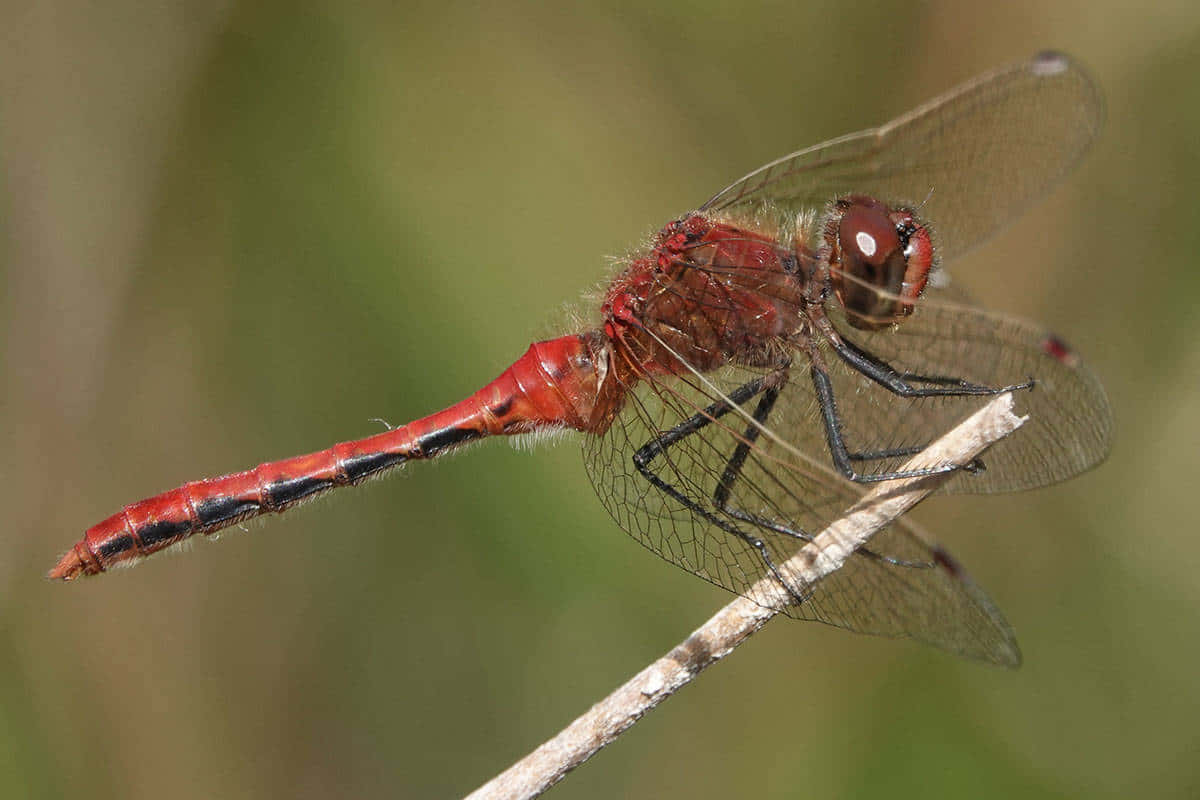 Download Red Dragonfly on a Twig Wallpaper | Wallpapers.com