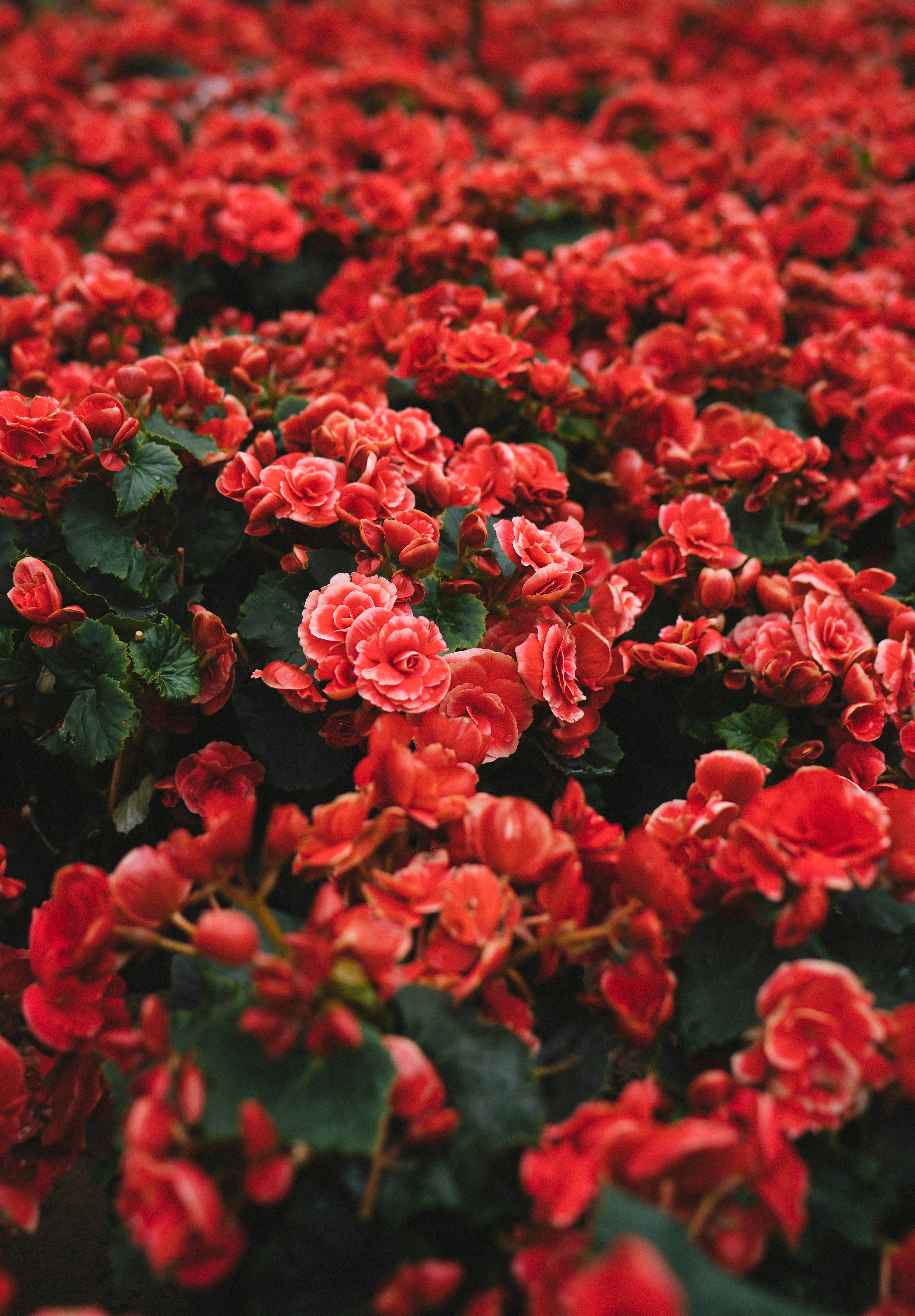 Red Flower Field Background
