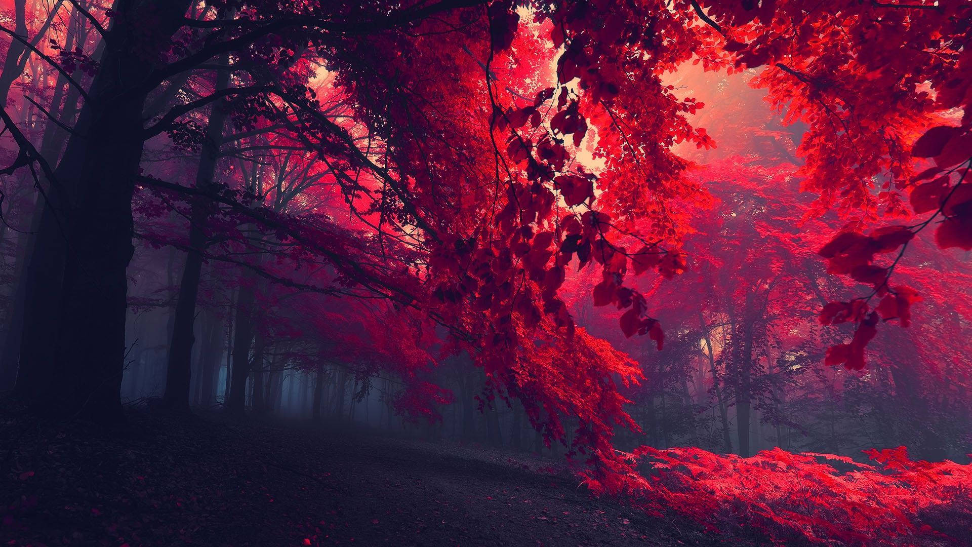 Red Forest Trees Background