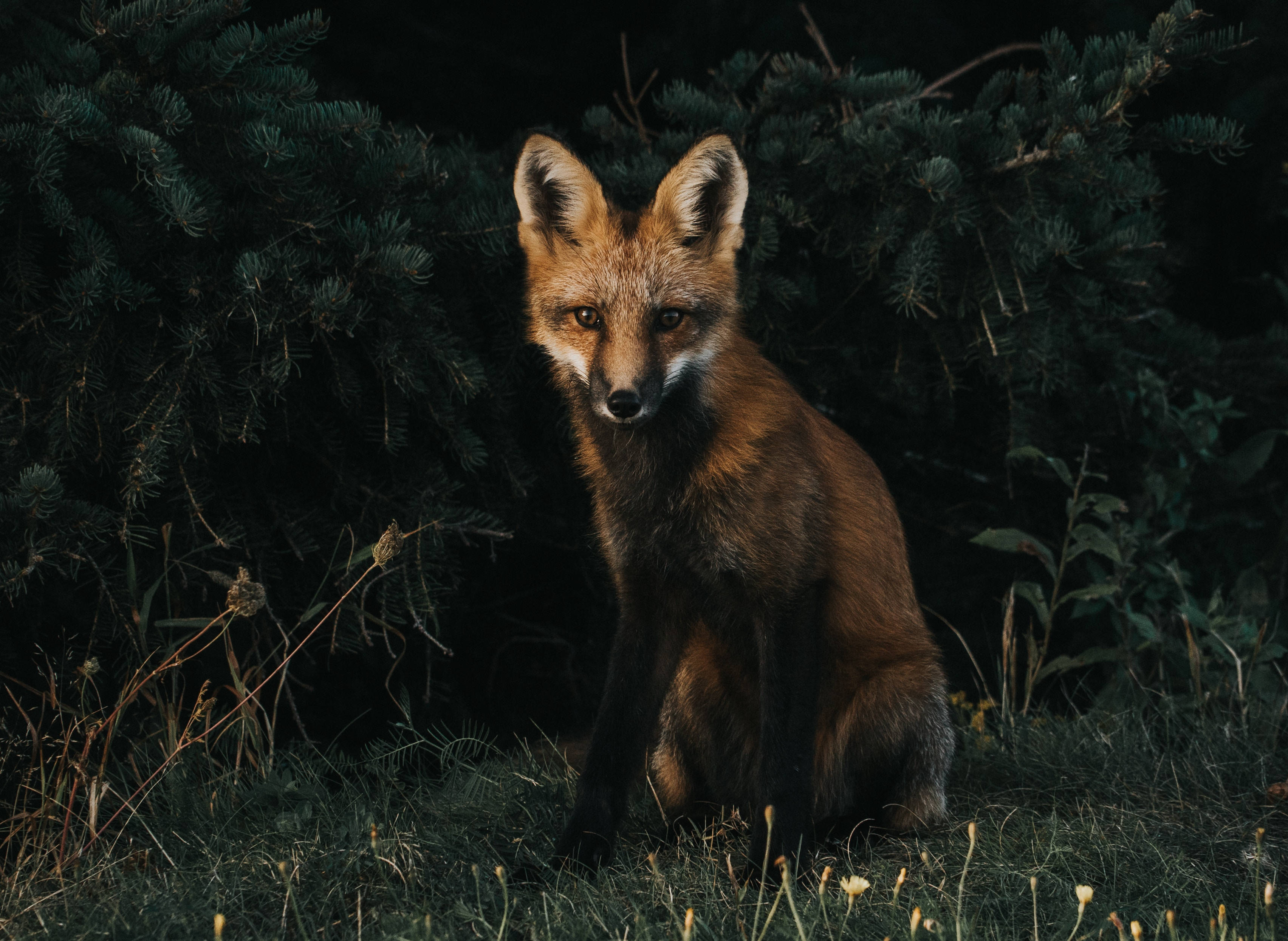 Red Fox In The Dark Background