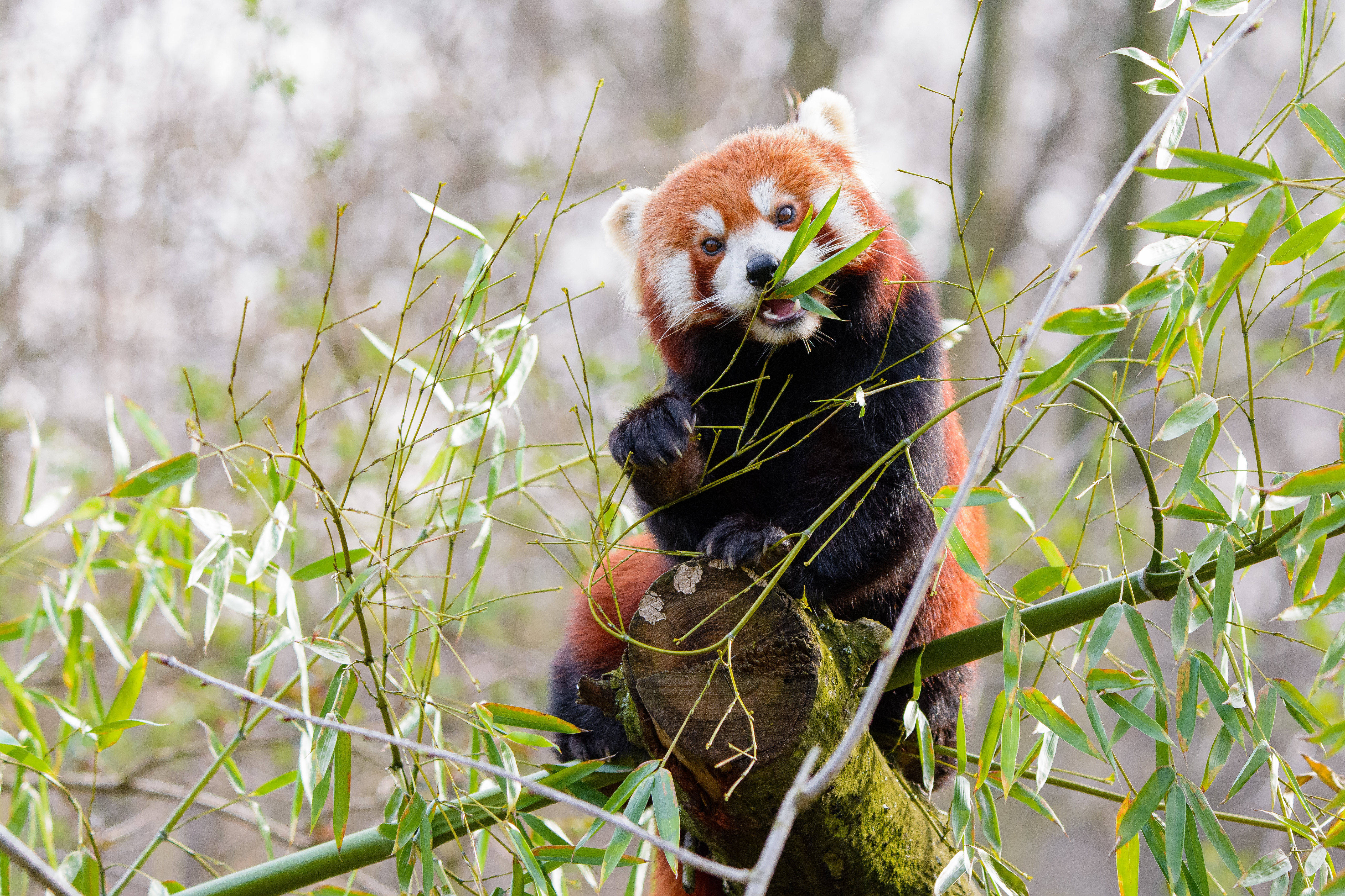 Red panda. Красная Панда. Бамбуковая Панда рыжая Панда. Красная Панда с бамбуком. Малая Панда питается.