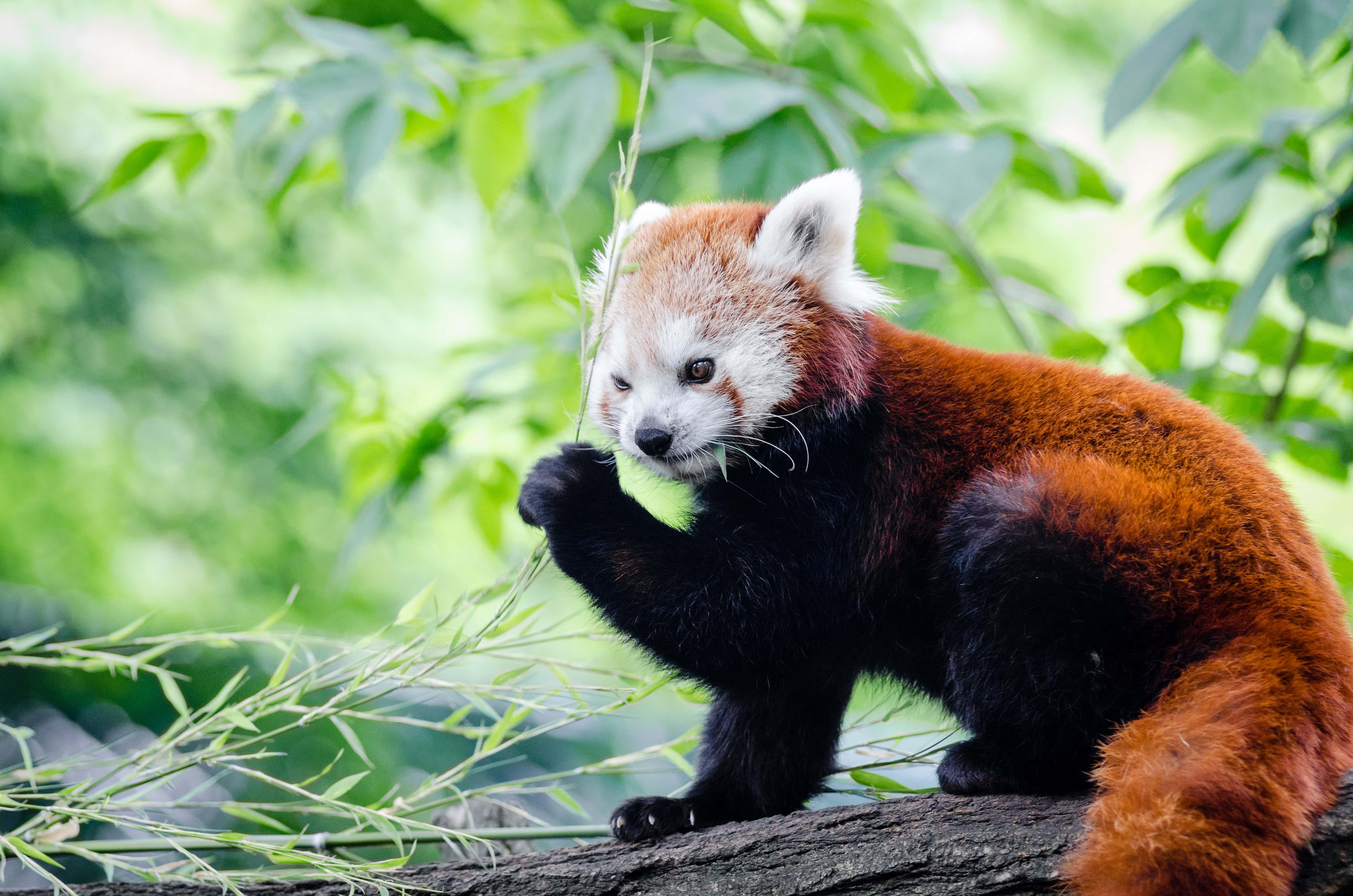 Download Red Panda Pictures | Wallpapers.com