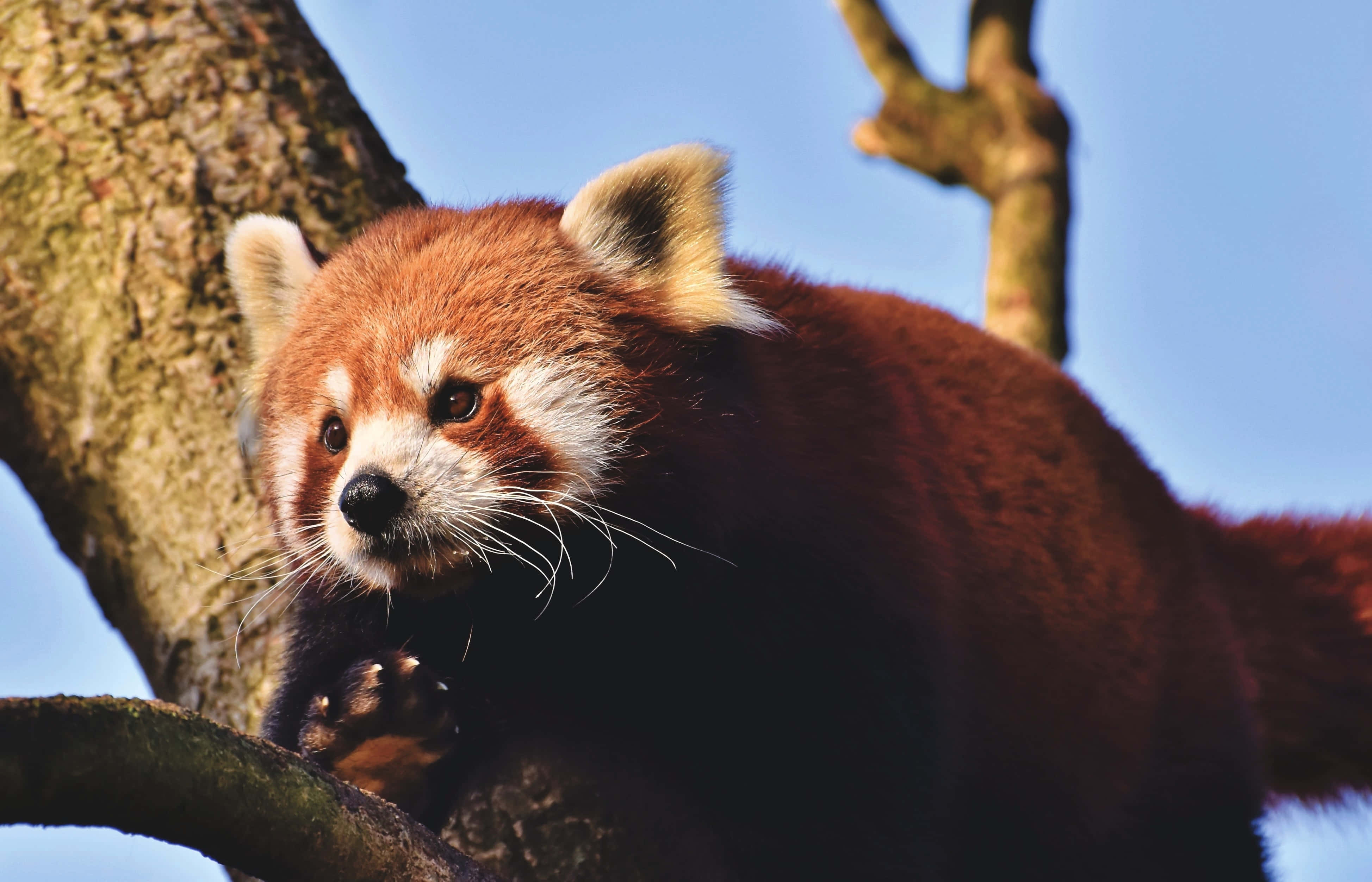 Download Red Panda Pictures | Wallpapers.com