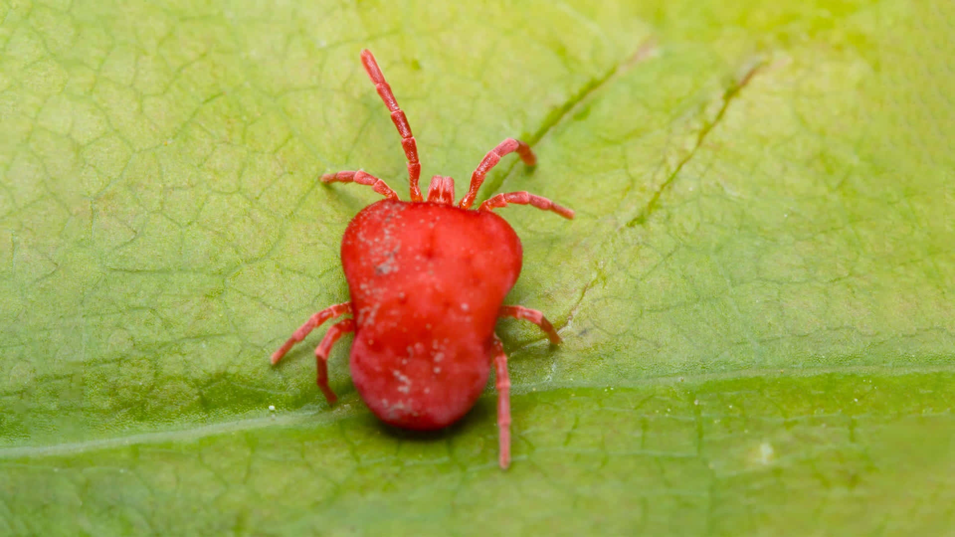 Что делают красные клещи. Клещи-краснотелки Trombidiidae. Паукообразные клещ краснотелка. Бархатный клещ краснотелка. Клещ.краснотелка собачья.