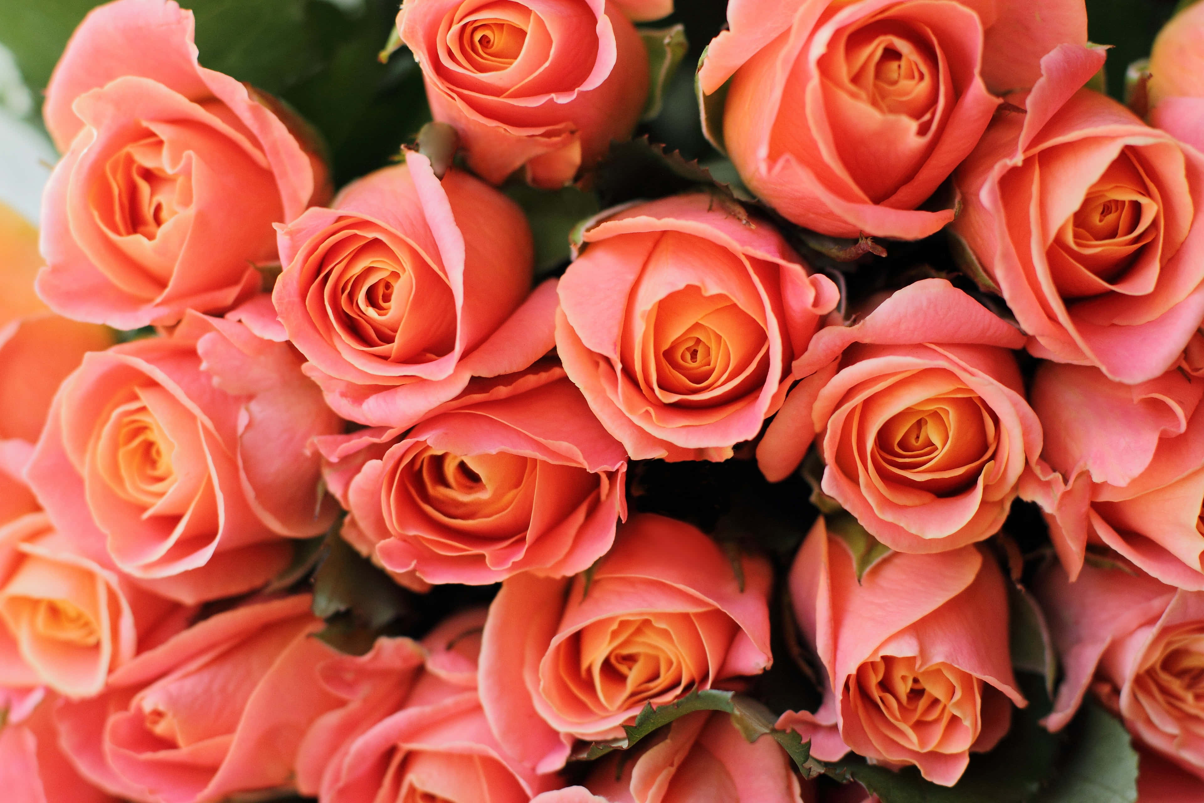 Download Rose Bouquet Pictures 3840 x 2560 | Wallpapers.com