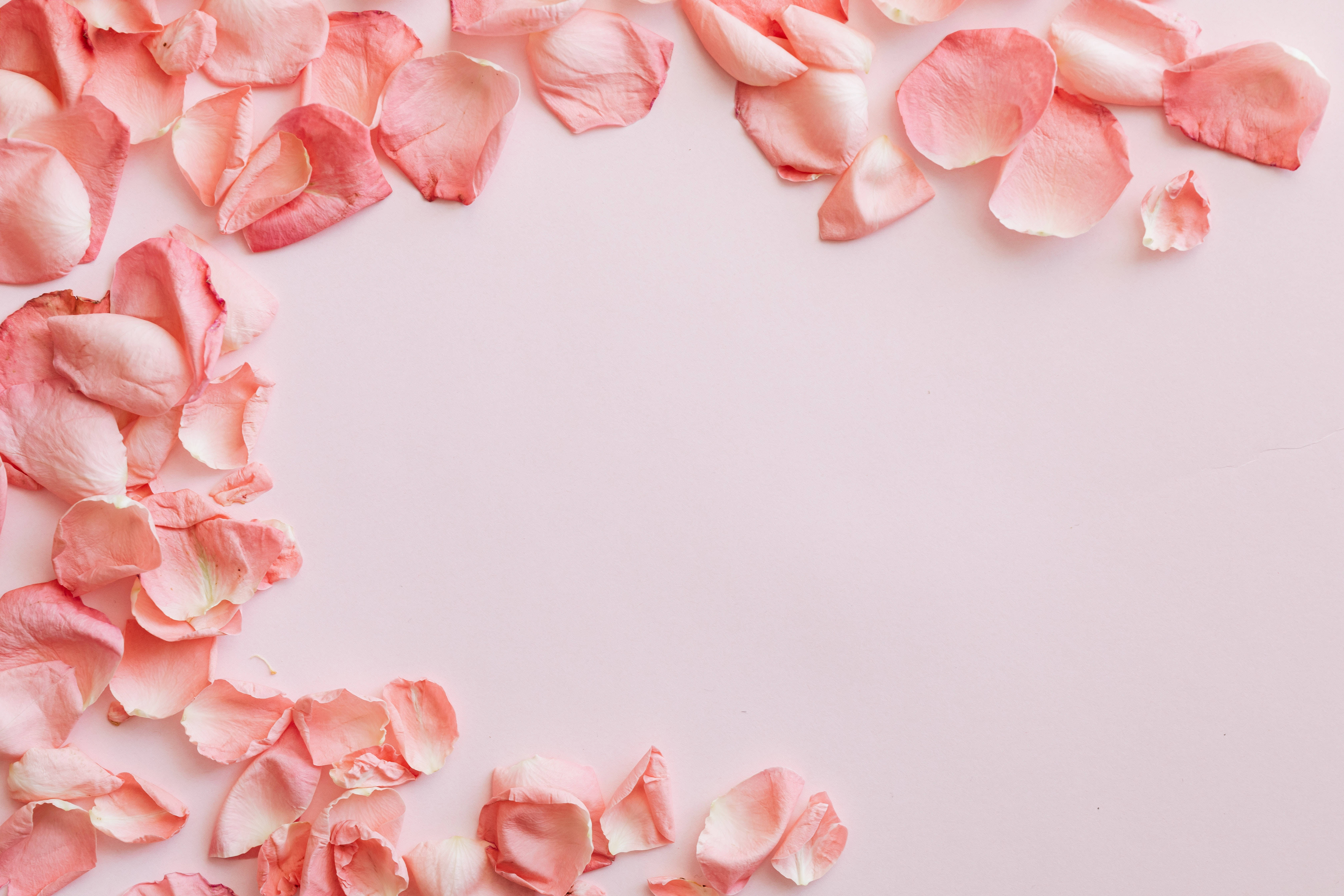 Download Rose Petals Pastel Desktop Wallpaper 