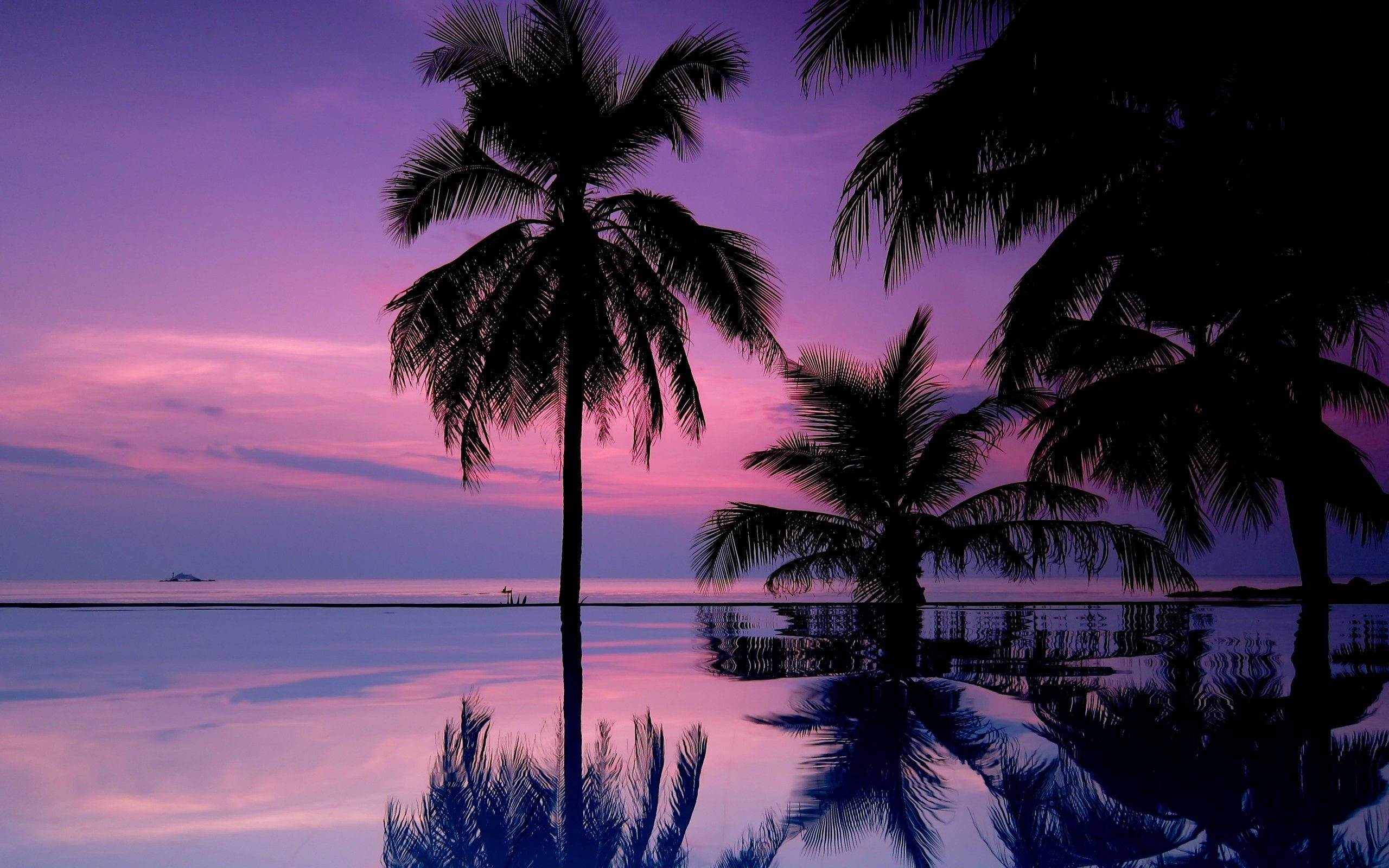 Rose Sky And Palm Trees Background