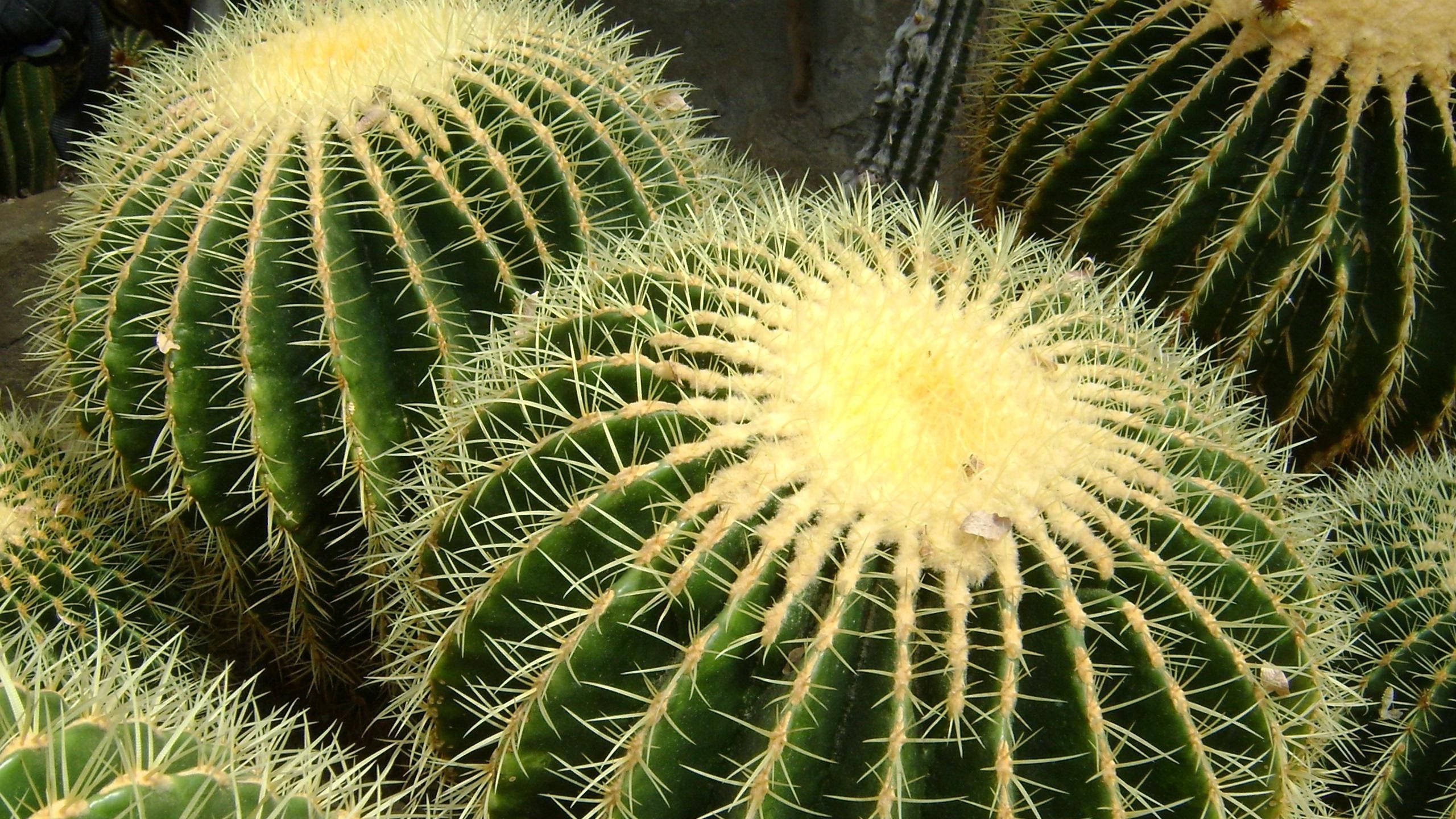 Round Barrel Cactus Close Up Background