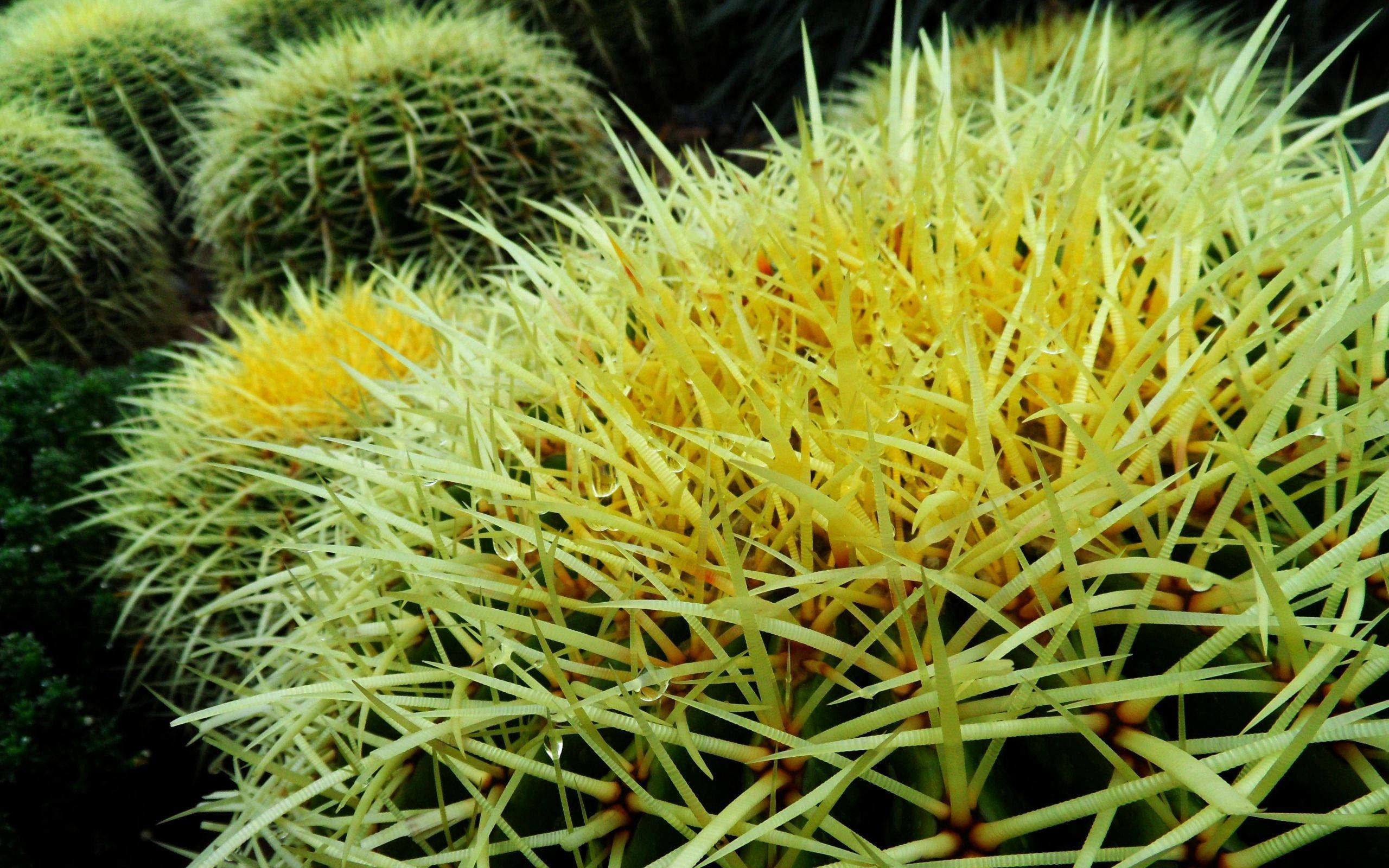 Round Cactus Yellow Thorns Background