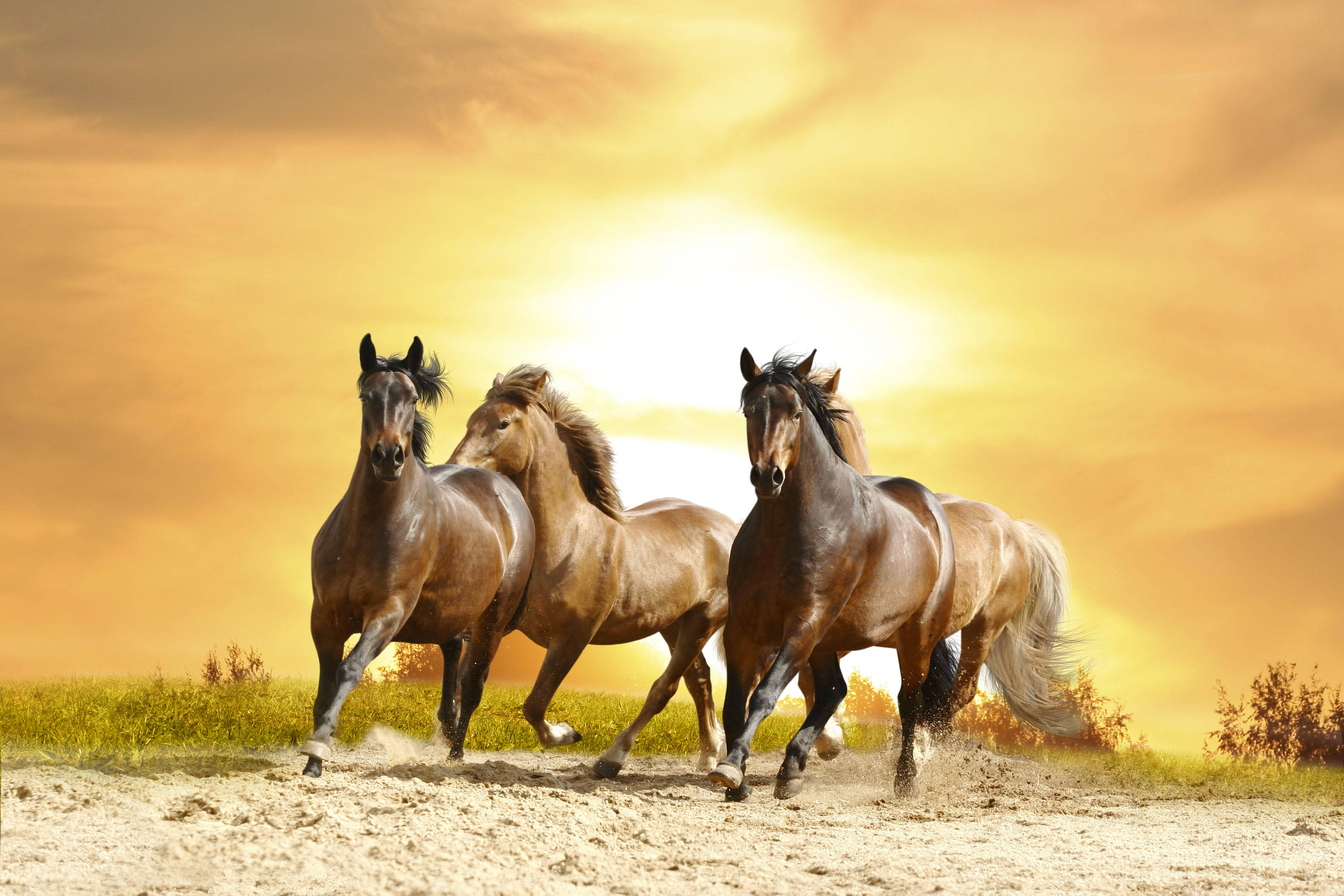 Running Wild Horses In Sunset Background
