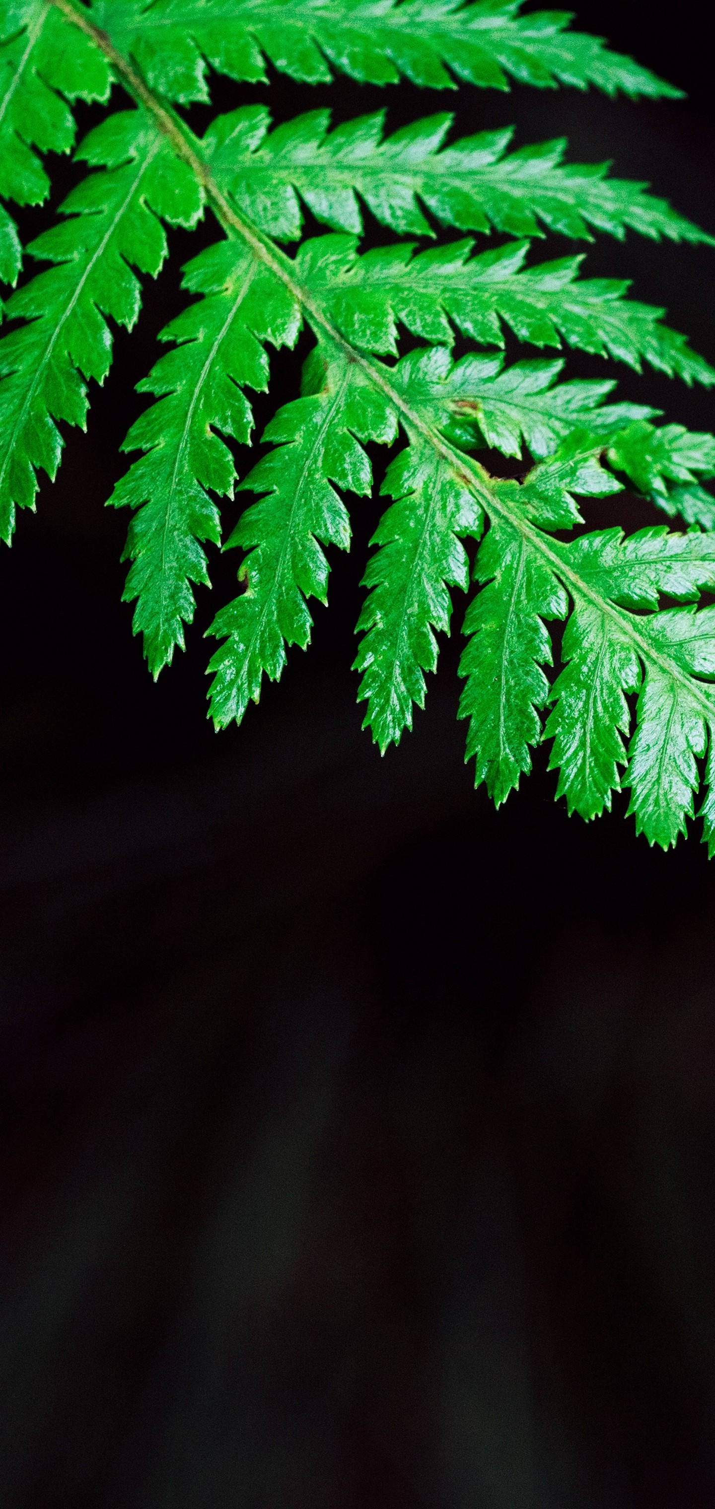 S10 Green Fern Leaf Background