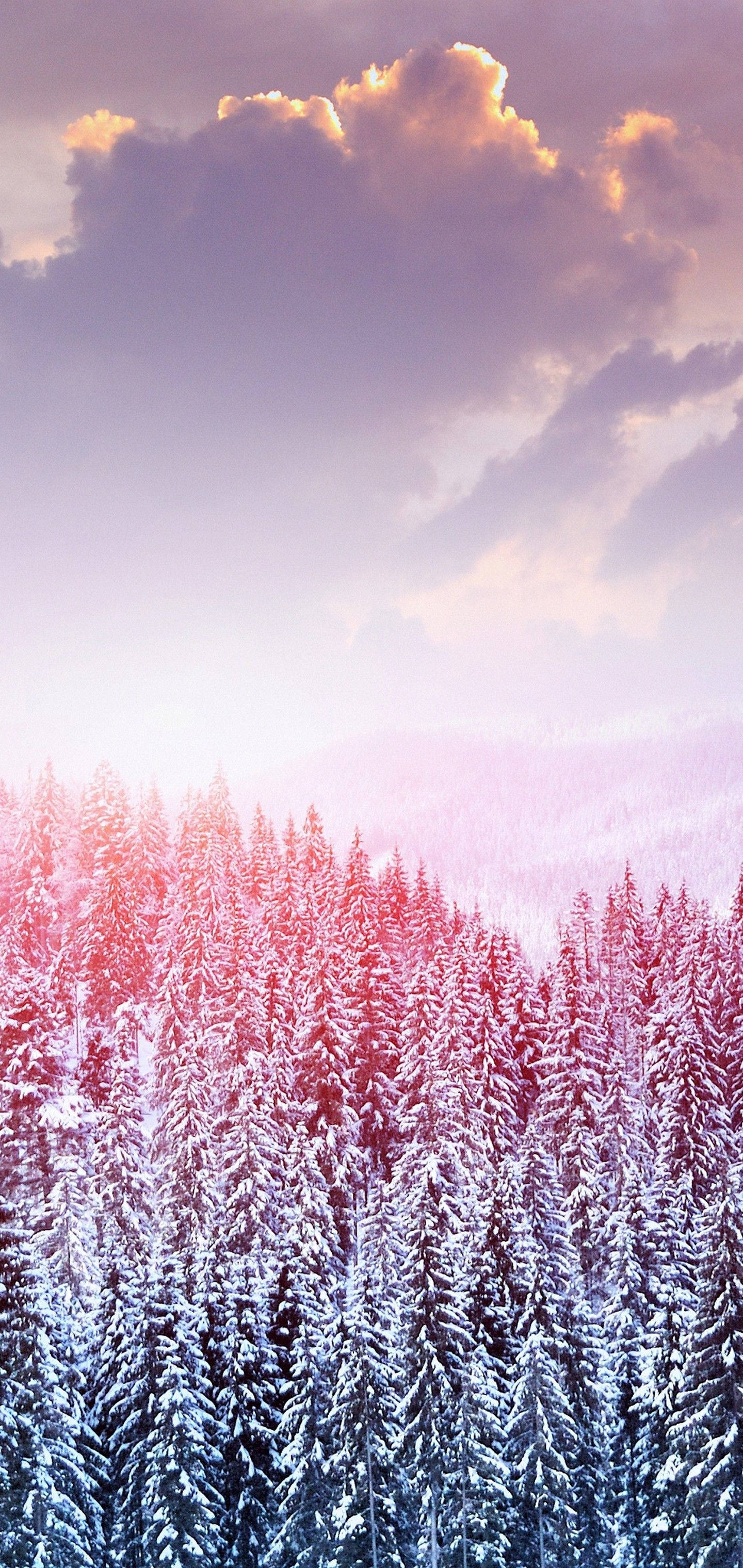 S10 Winter Snow Trees Background