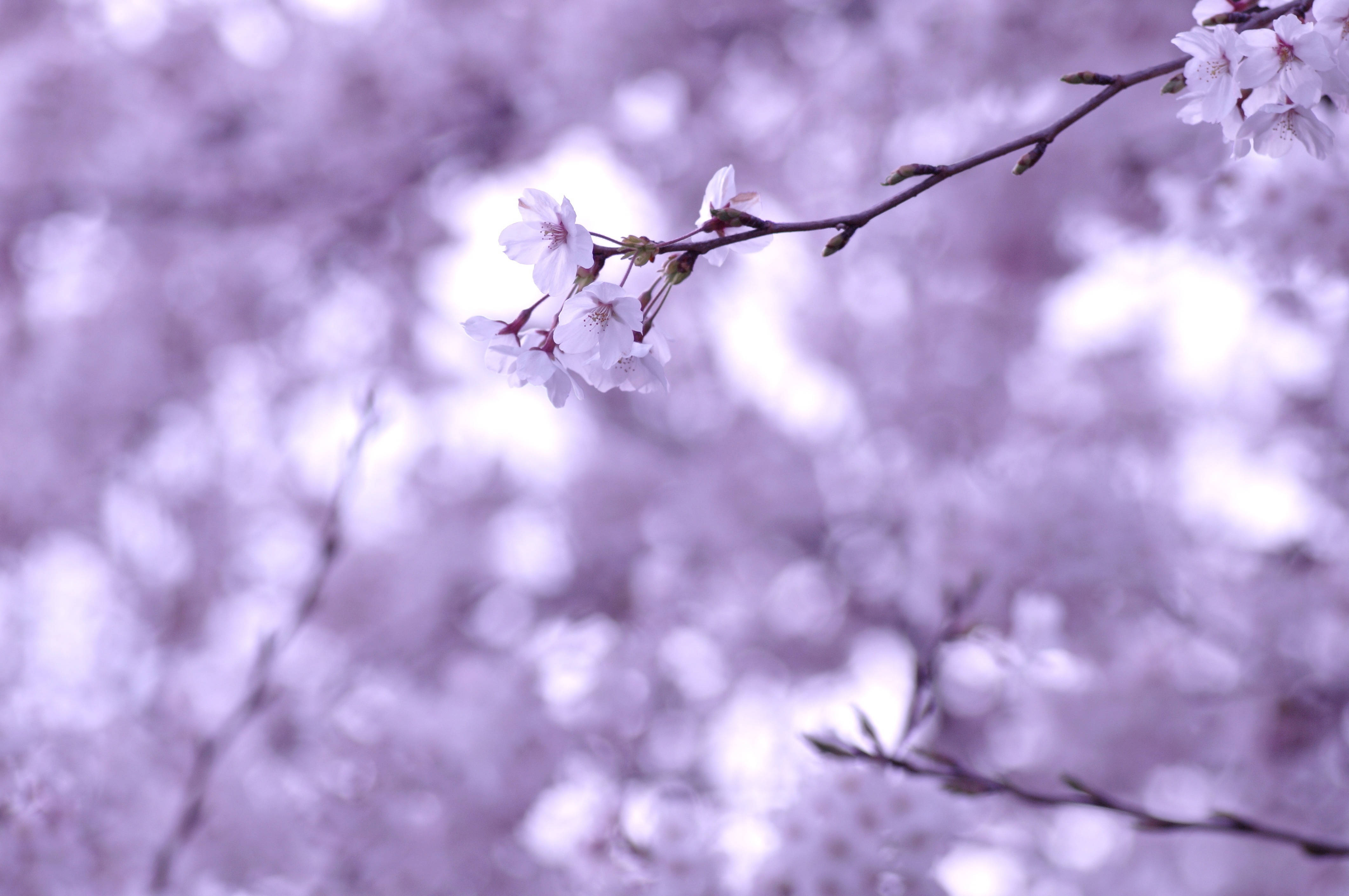 Sakura Flower Twig Background