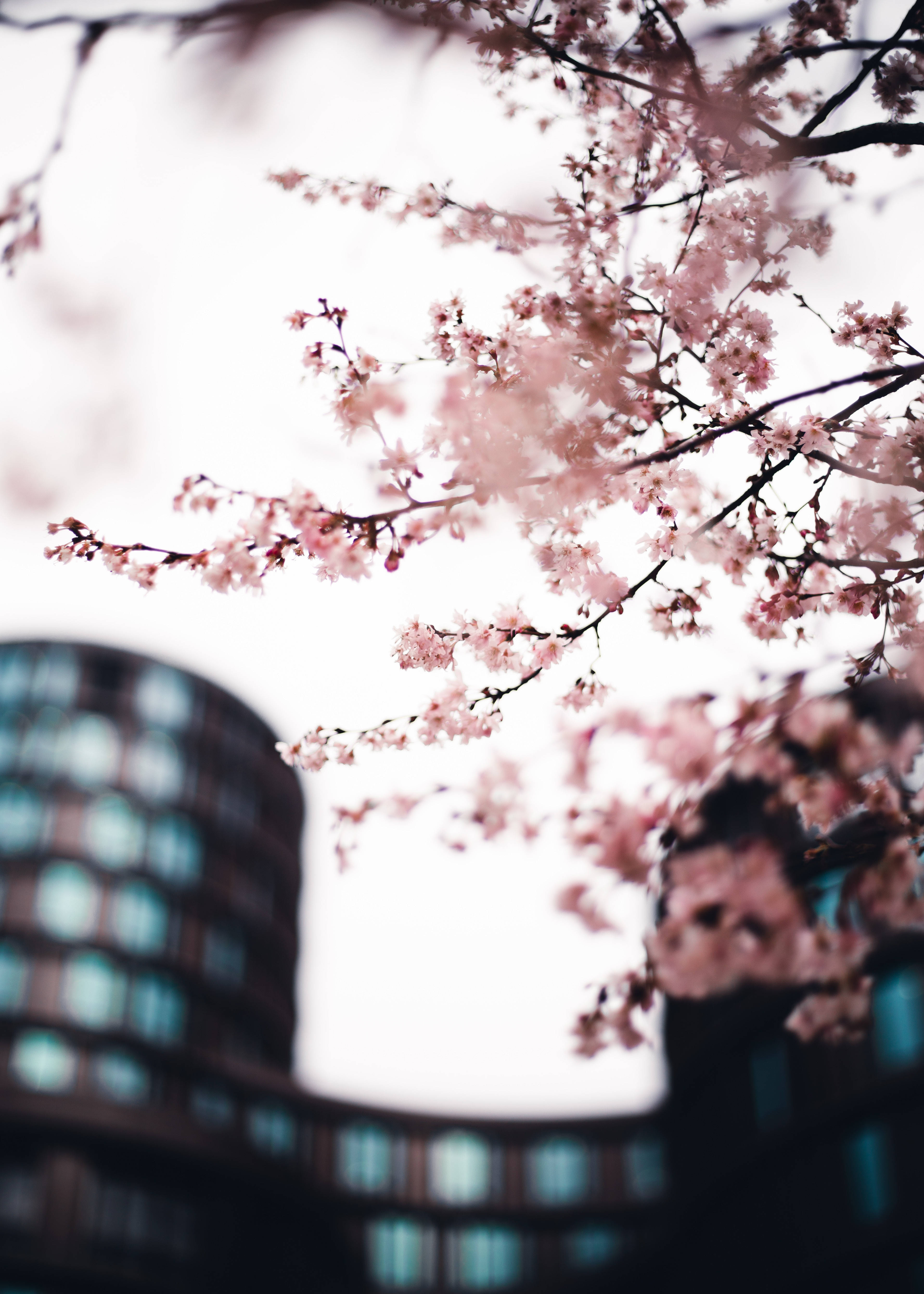 Sakura In The City Background