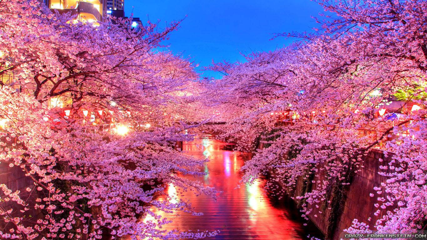 Sakura Japan Spring Background