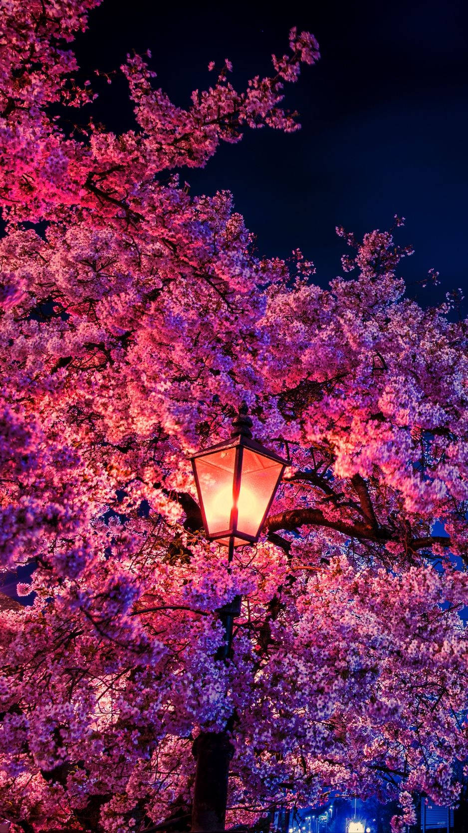 Sakura Lantern At Night Background