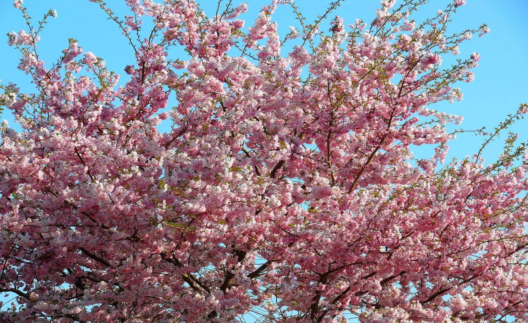 Sakura Spring Mood Background