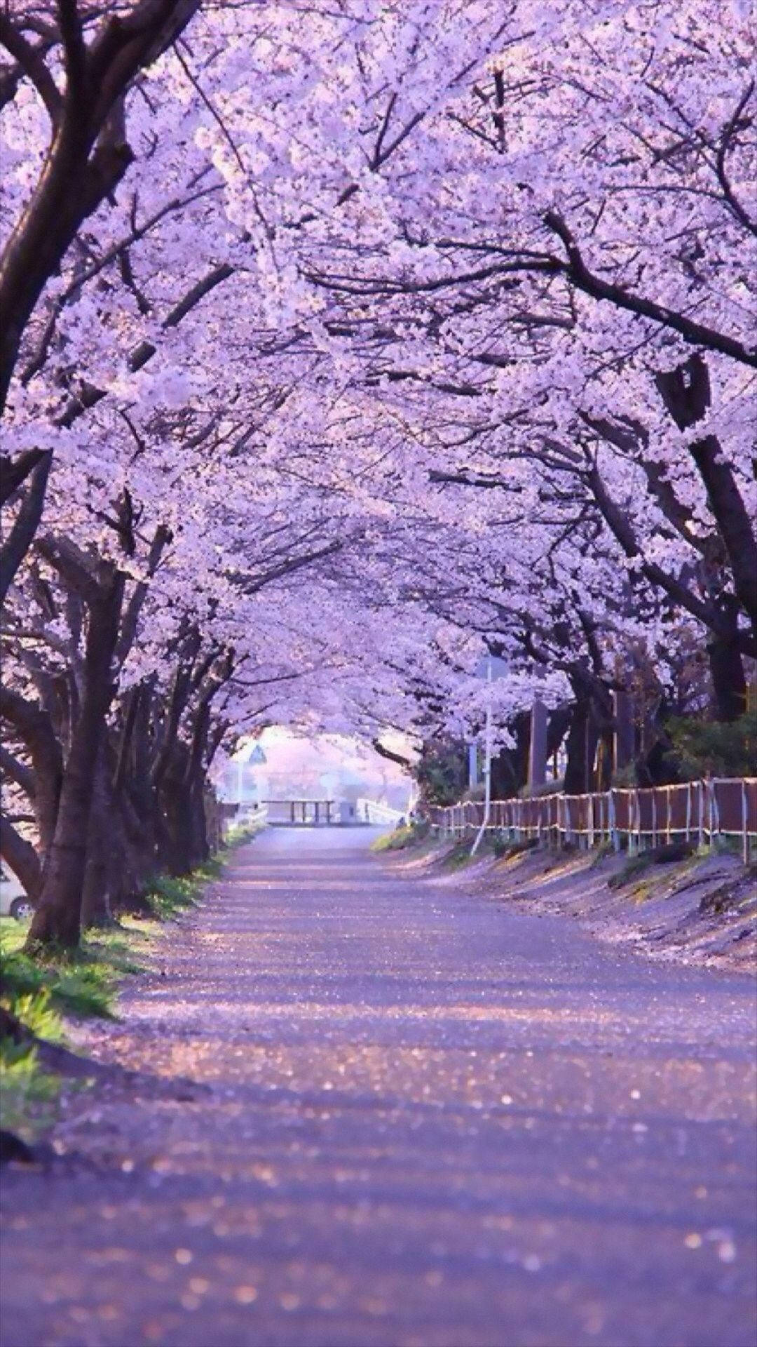 Sakura Tree Street Background
