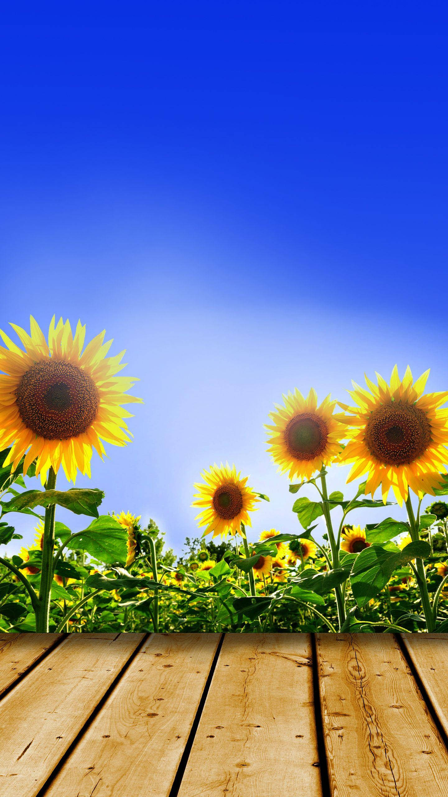 Download Samsung Galaxy S7 Edge Sunflowers Wallpaper 
