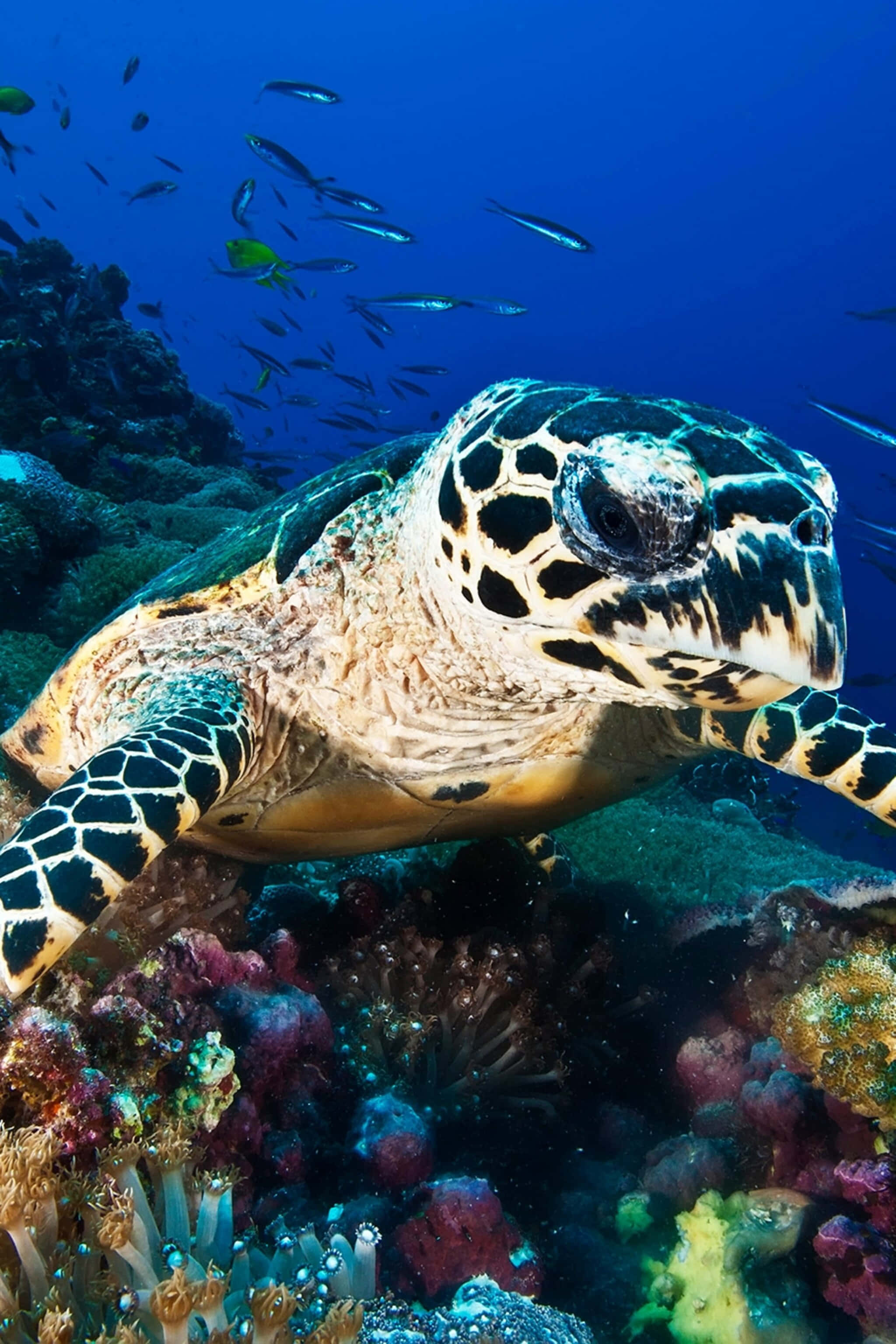 Download Graceful Sea Turtle Swimming In The Ocean 