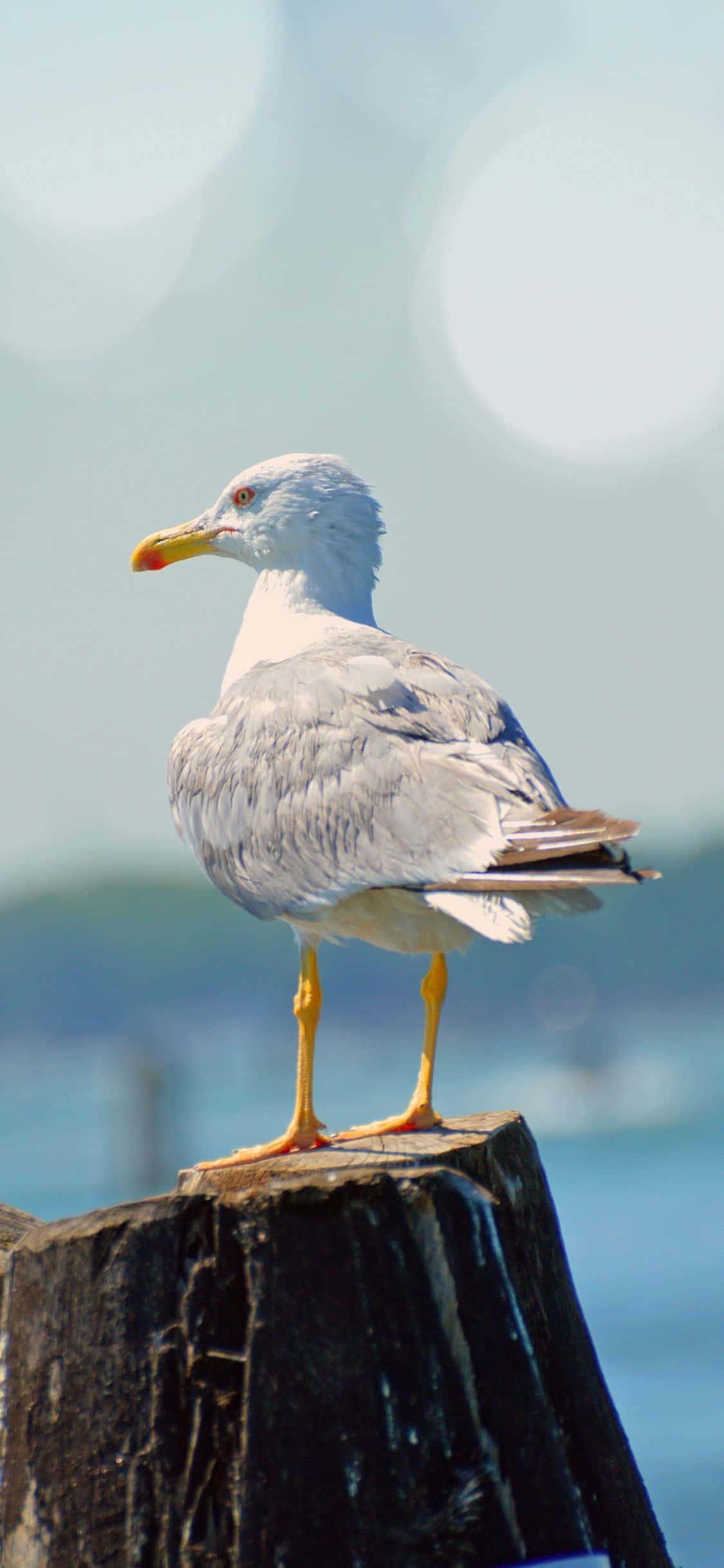 Download Majestic Seagull in Flight Wallpaper | Wallpapers.com