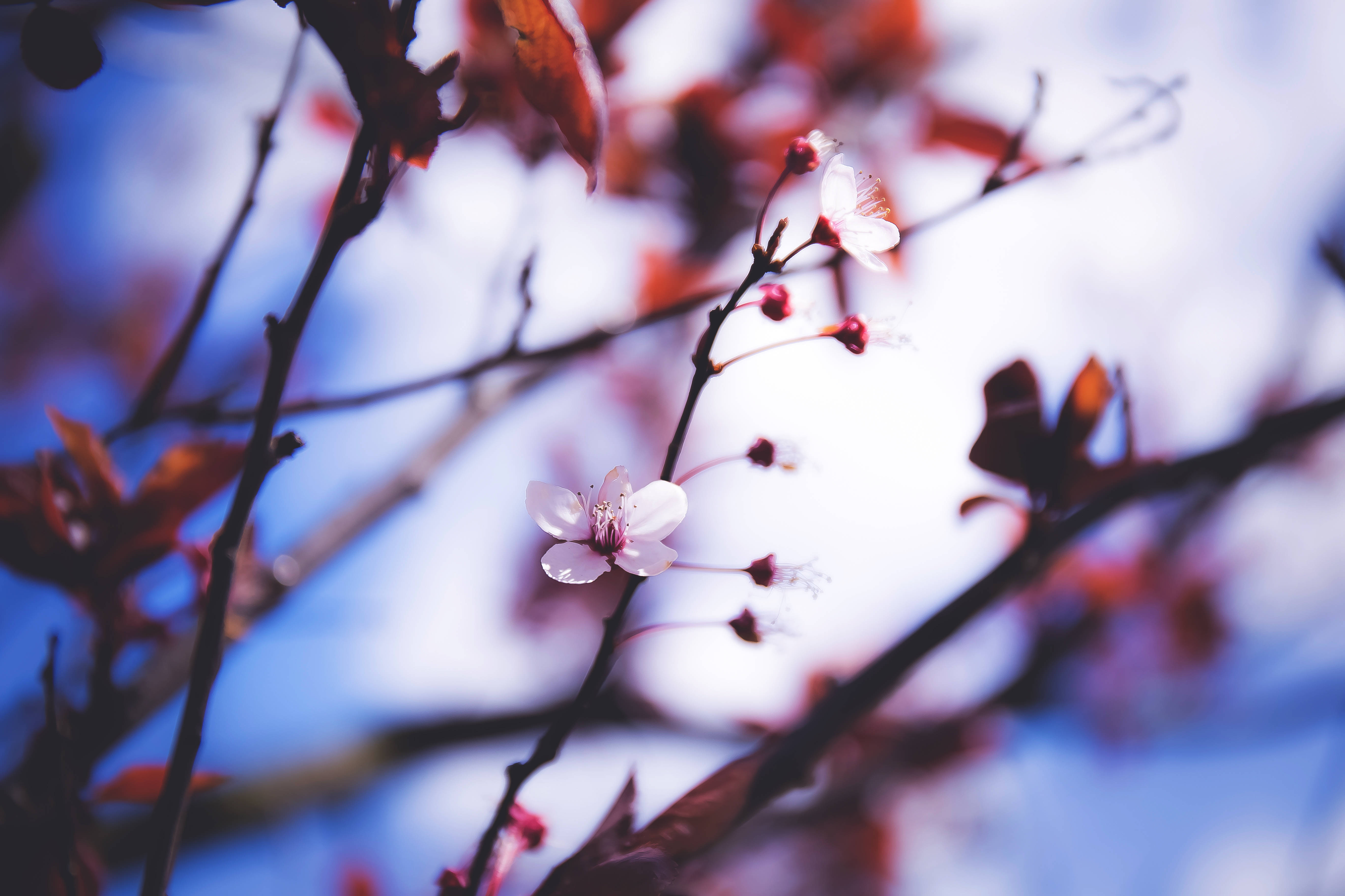 Selective Focus Photography Of Spring Flowers Background