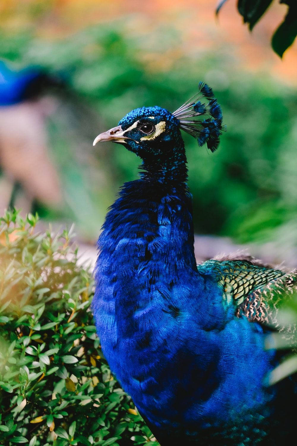 Shallow Focus Portrait Of Peacock Background