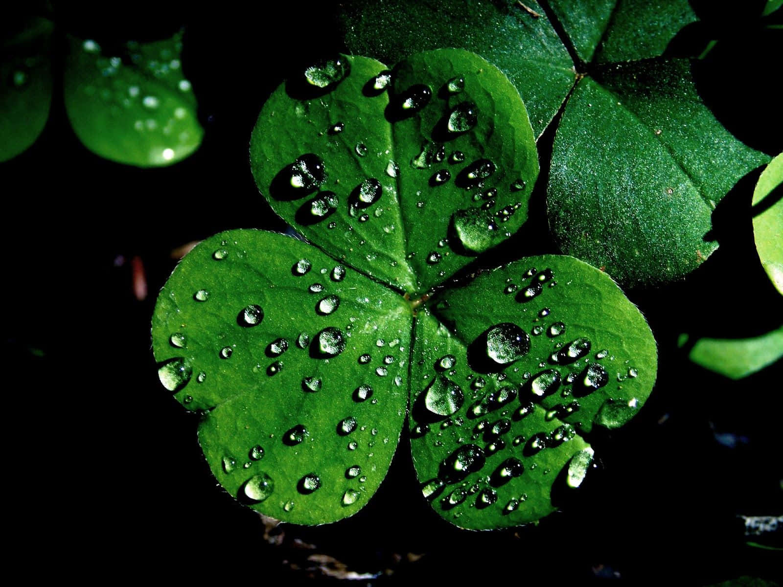 Зеленый цвет национальный. Четырёхлистный Клевер символ Ирландии. Северная Ирландия - Клевер (Shamrock). Символ Северной Ирландии трилистник. Трехлистный Клевер символ Ирландии.