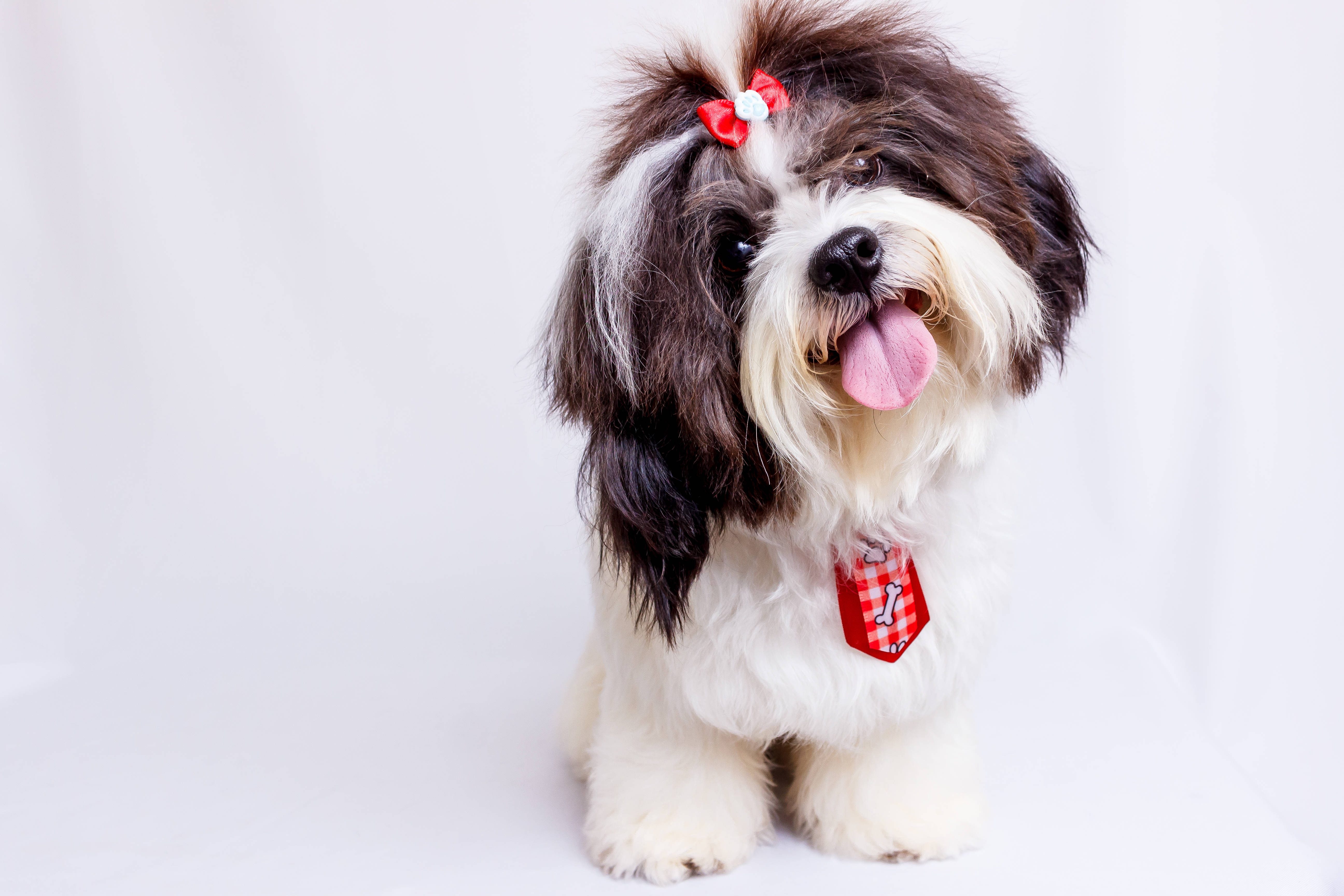 Shih Tzu Dog With Ribbon Background