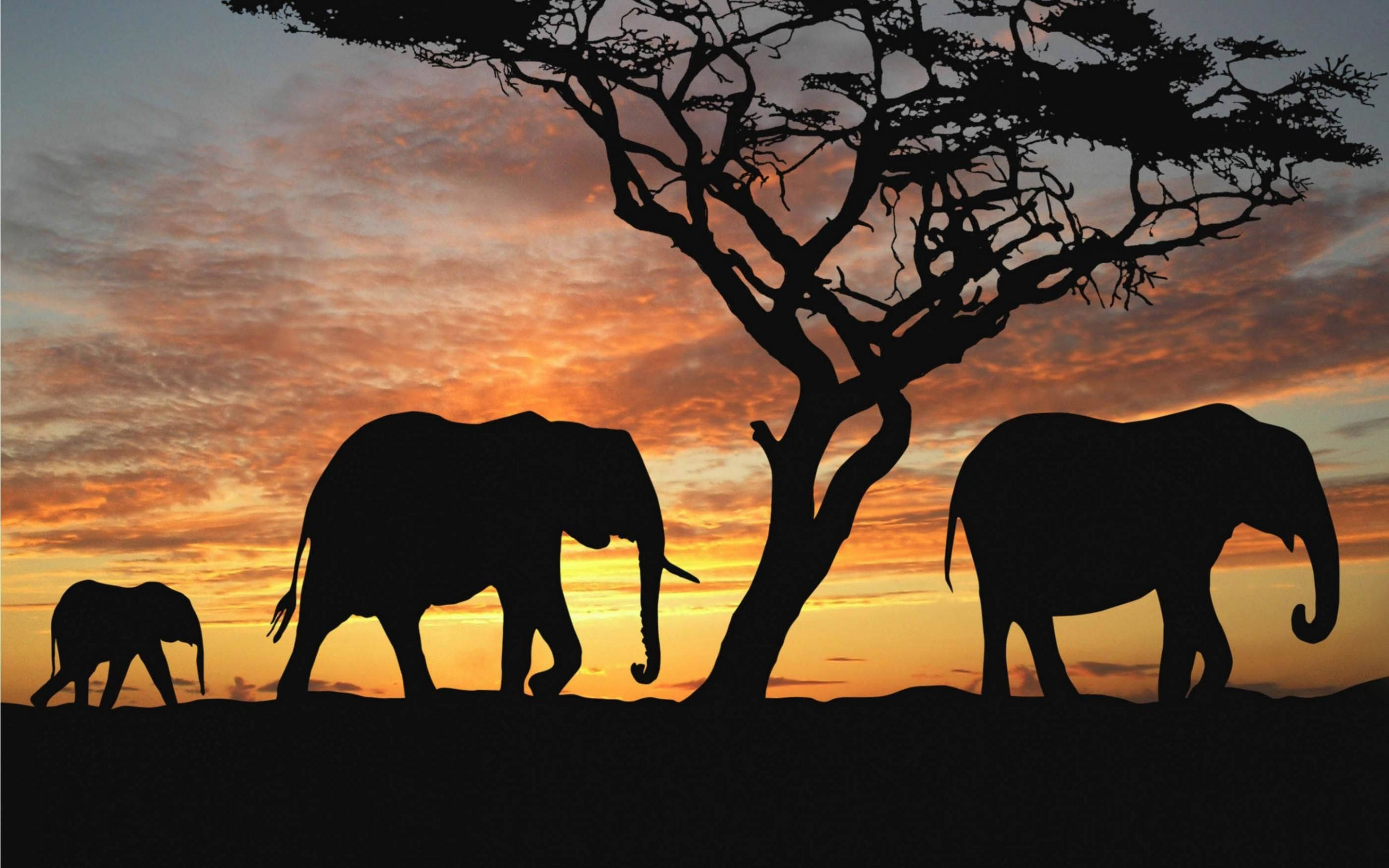 Silhouette Elephant Family Hd Background