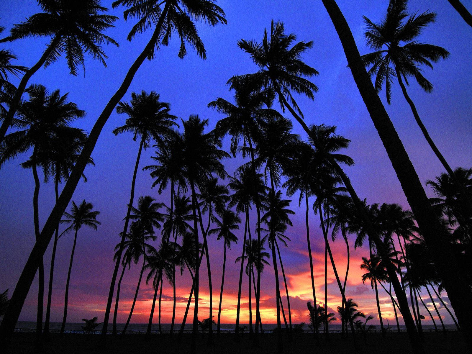 Silhouette Of Palm Trees Purple Sky Background