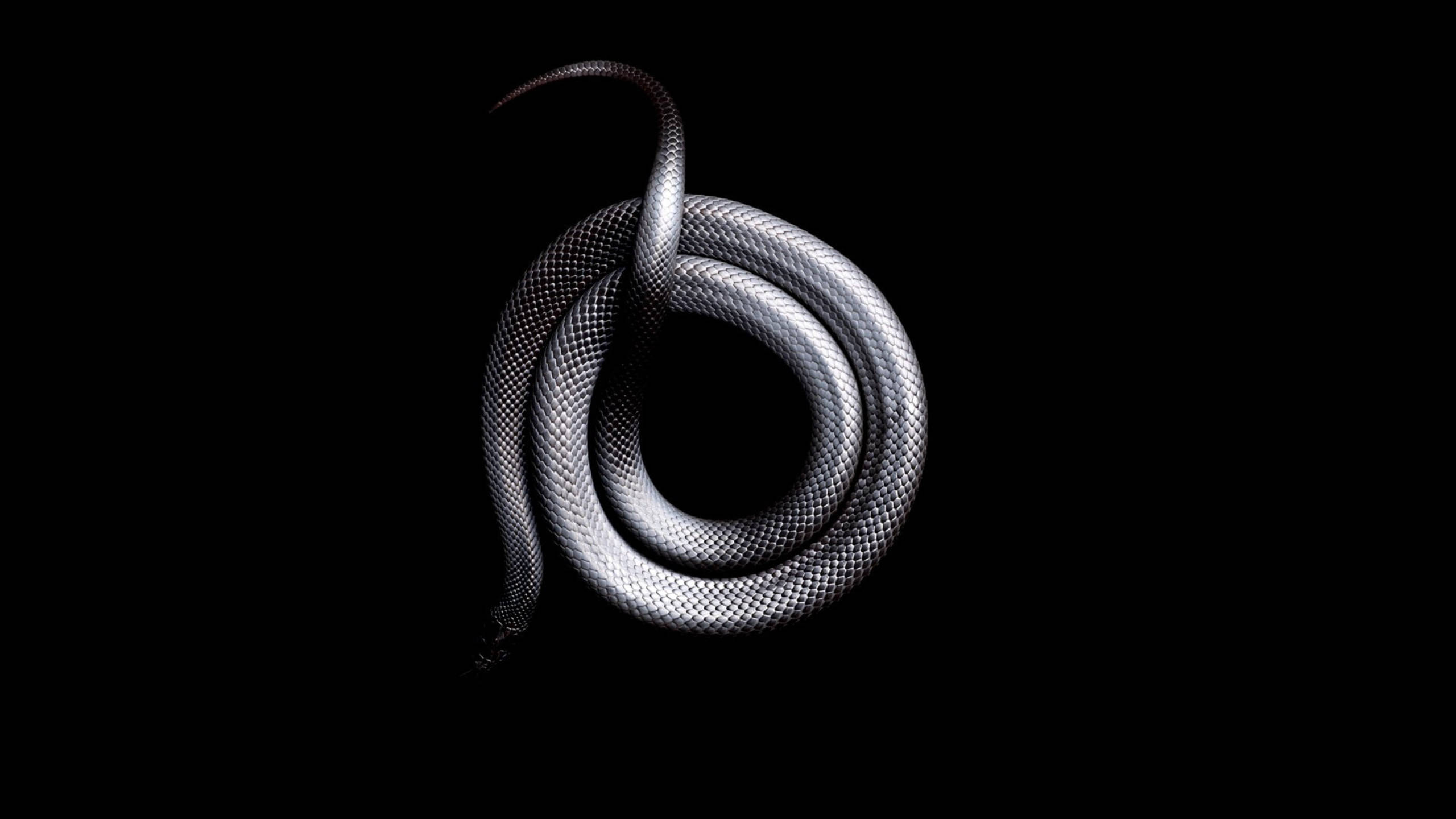 Silver Snake In Black Background